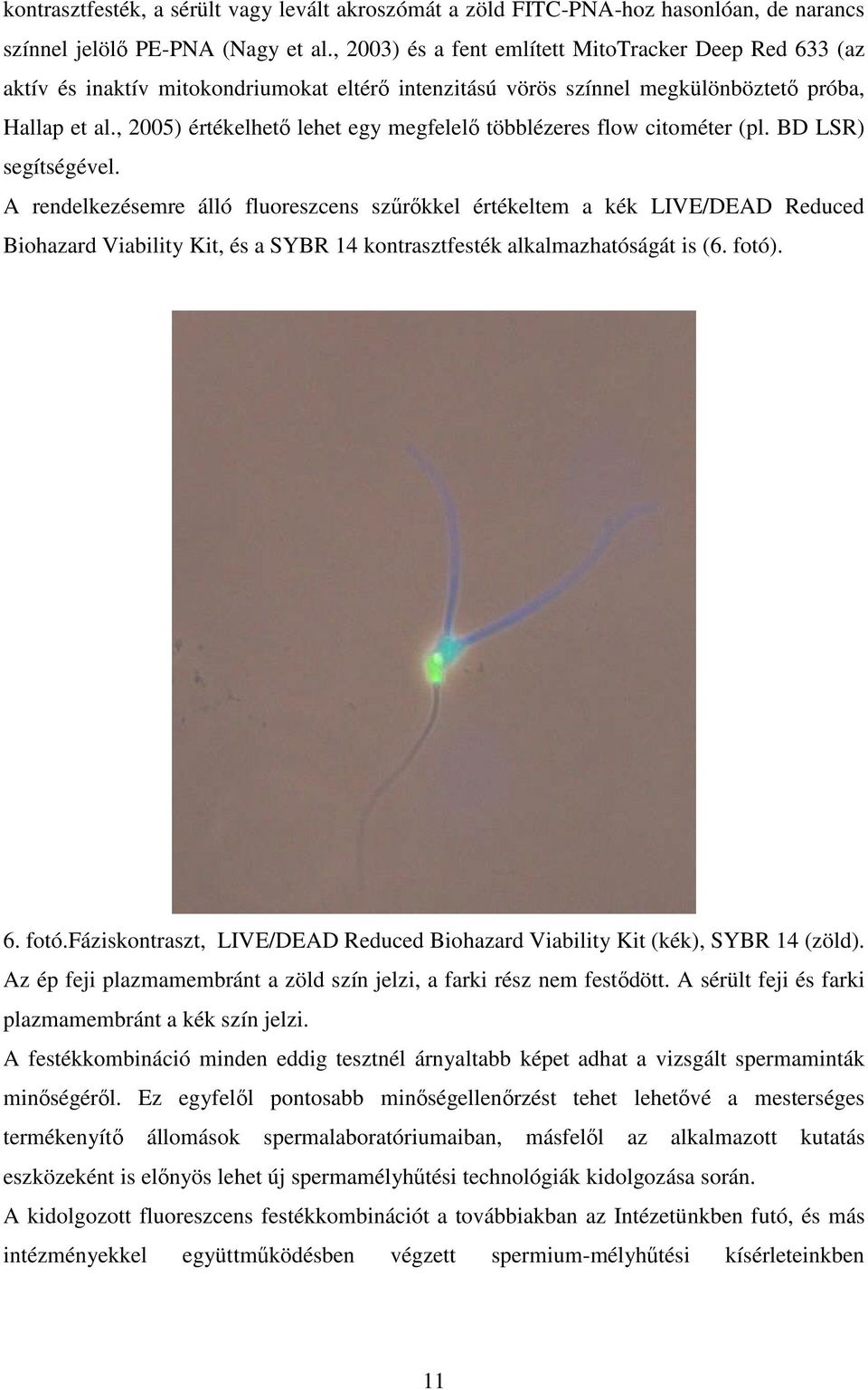 , 2005) értékelhető lehet egy megfelelő többlézeres flow citométer (pl. BD LSR) segítségével.