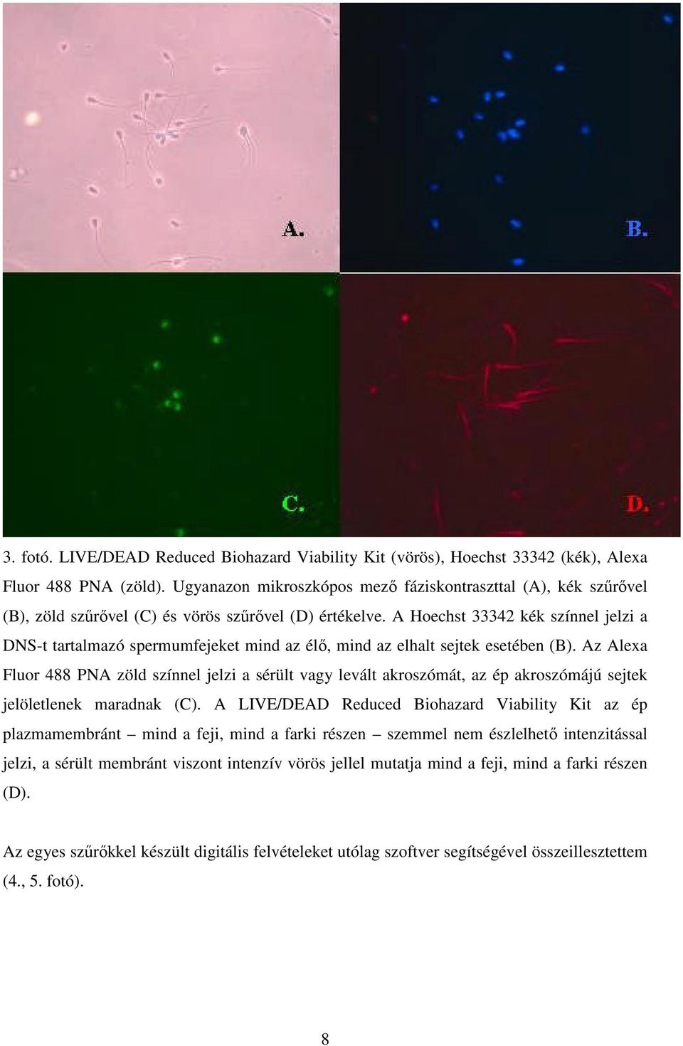 A Hoechst 33342 kék színnel jelzi a DNS-t tartalmazó spermumfejeket mind az élő, mind az elhalt sejtek esetében (B).