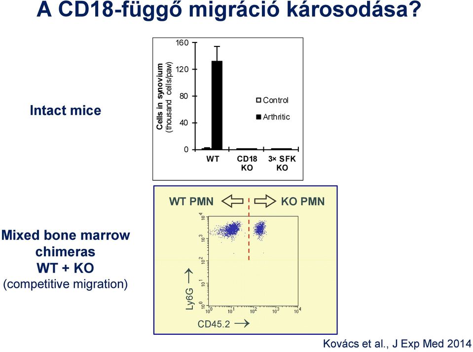 40 Control Arthritic 0 WT CD18 KO 3 SFK KO WT PMN KO PMN Mixed