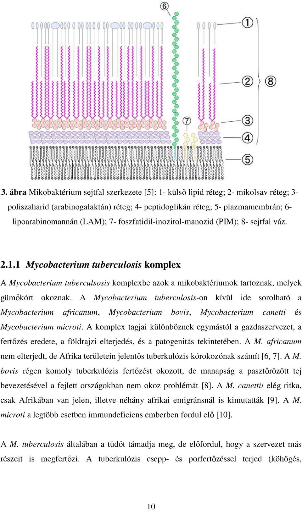 A Mycobacterium tuberculosis-on kívül ide sorolható a Mycobacterium africanum, Mycobacterium bovis, Mycobacterium canetti és Mycobacterium microti.
