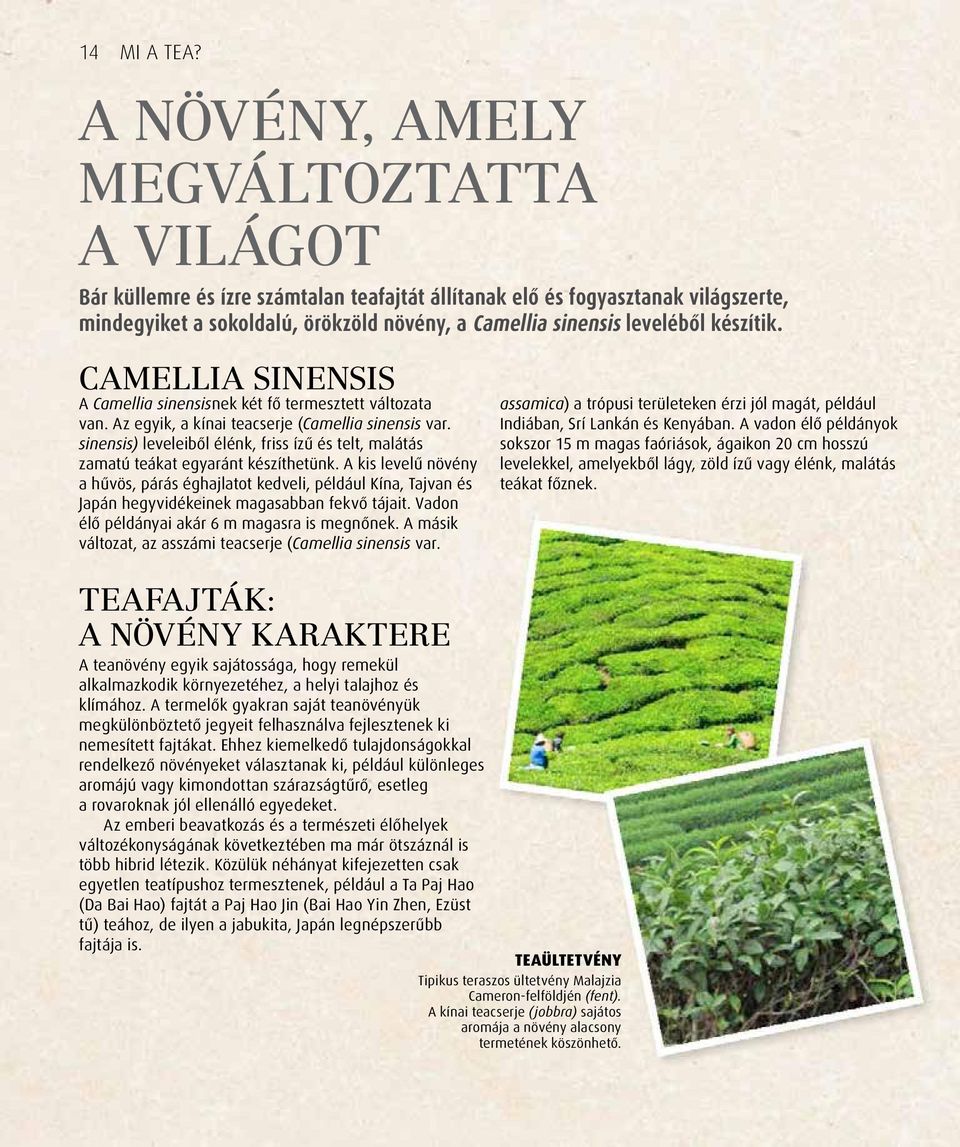 készítik. CAMELLIA SINENSIS A Camellia sinensisnek két fő termesztett változata van. Az egyik, a kínai teacserje (Camellia sinensis var.