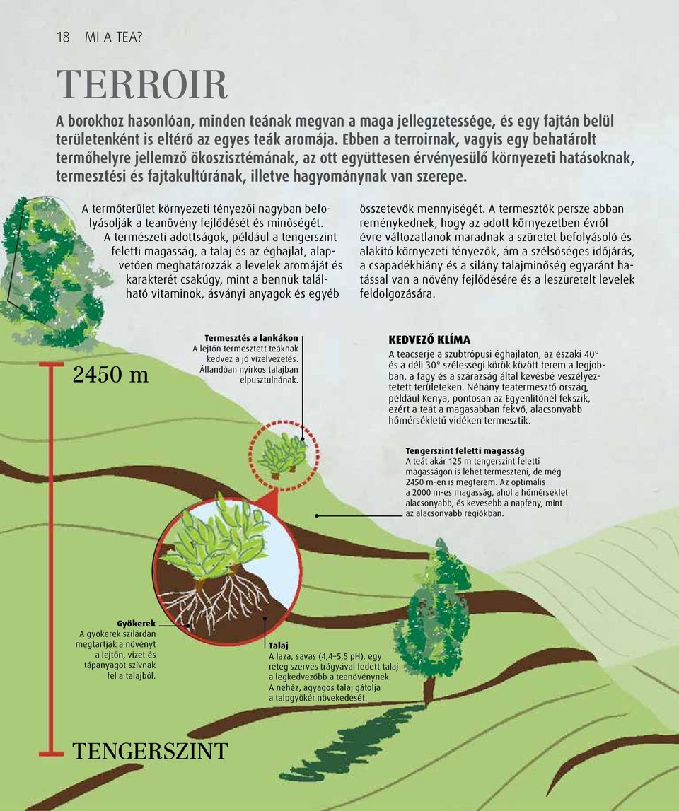 A termőterület környezeti tényezői nagyban befolyásolják a teanövény fejlődését és minőségét.