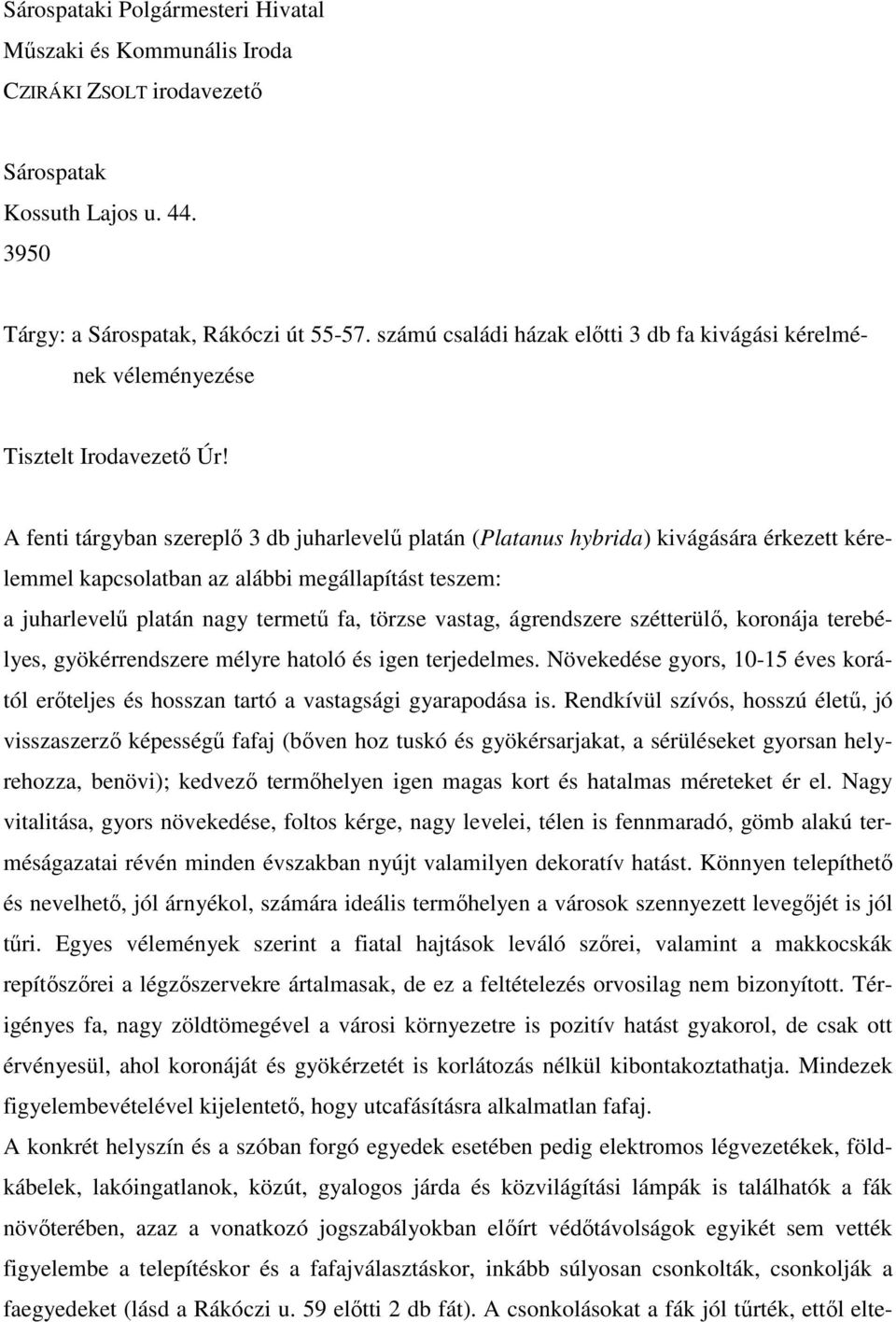 A fenti tárgyban szereplı 3 db juharlevelő platán (Platanus hybrida) kivágására érkezett kérelemmel kapcsolatban az alábbi megállapítást teszem: a juharlevelő platán nagy termető fa, törzse vastag,