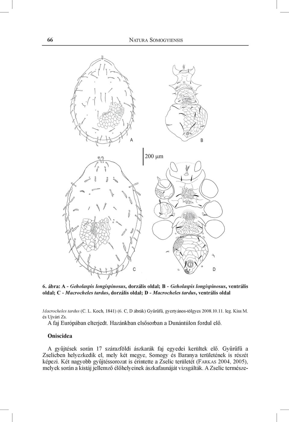 Macrocheles tardus (C. L. Koch, 1841) (6. C, D ábrák) Gyűrűfű, gyertyános-tölgyes 2008.10.11. leg. Kiss M. és Ujvári Zs. A faj Európában elterjedt.