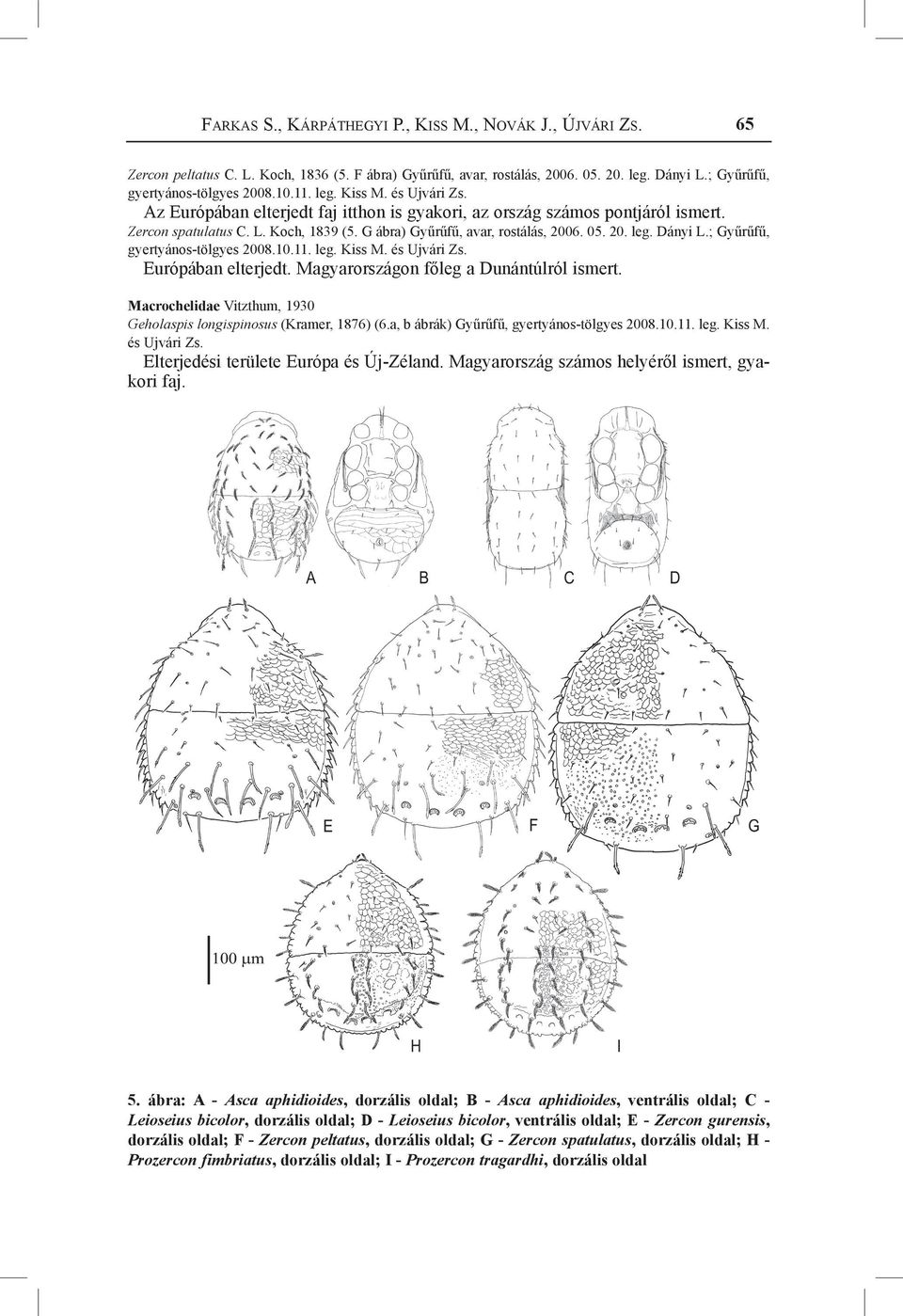 Dányi L.; Gyűrűfű, gyertyános-tölgyes 2008.10.11. leg. Kiss M. és Ujvári Zs. Európában elterjedt. Magyarországon főleg a Dunántúlról ismert.