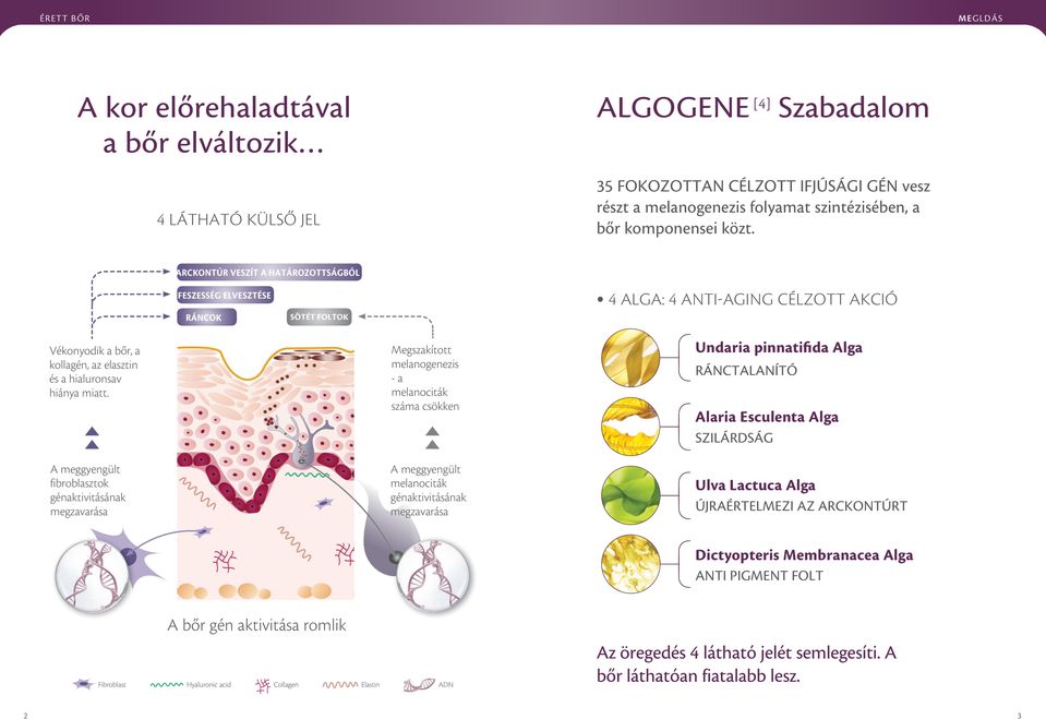 ARCKONTÚR VESZÍT A HATÁROZOTTSÁGBÓL FESZESSÉG ELVESZTÉSE RÁNCOK SÖTÉT FOLTOK 4 ALGA: 4 ANTI-AGING CÉLZOTT AKCIÓ Vékonyodik a bőr, a kollagén, az elasztin és a hialuronsav hiánya miatt.