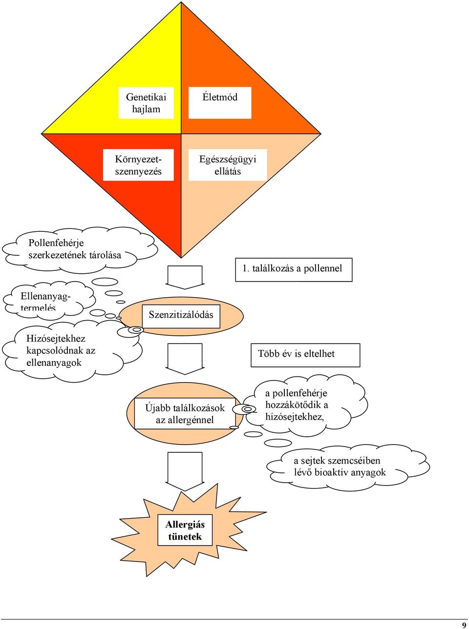 találkozás a pollennel Ellenanyagtermelés Szenzitizálódás Hízósejtekhez kapcsolódnak az