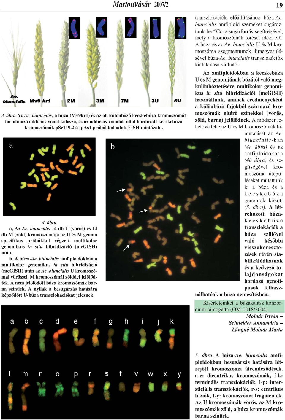 biuncialis 14 db U (vörös) és 14 db M (zöld) kromoszómája az U és M genom specifikus próbákkal végzett multikolor genomikus in situ hibridizáció (mcgish) után. b, A búza-ae.