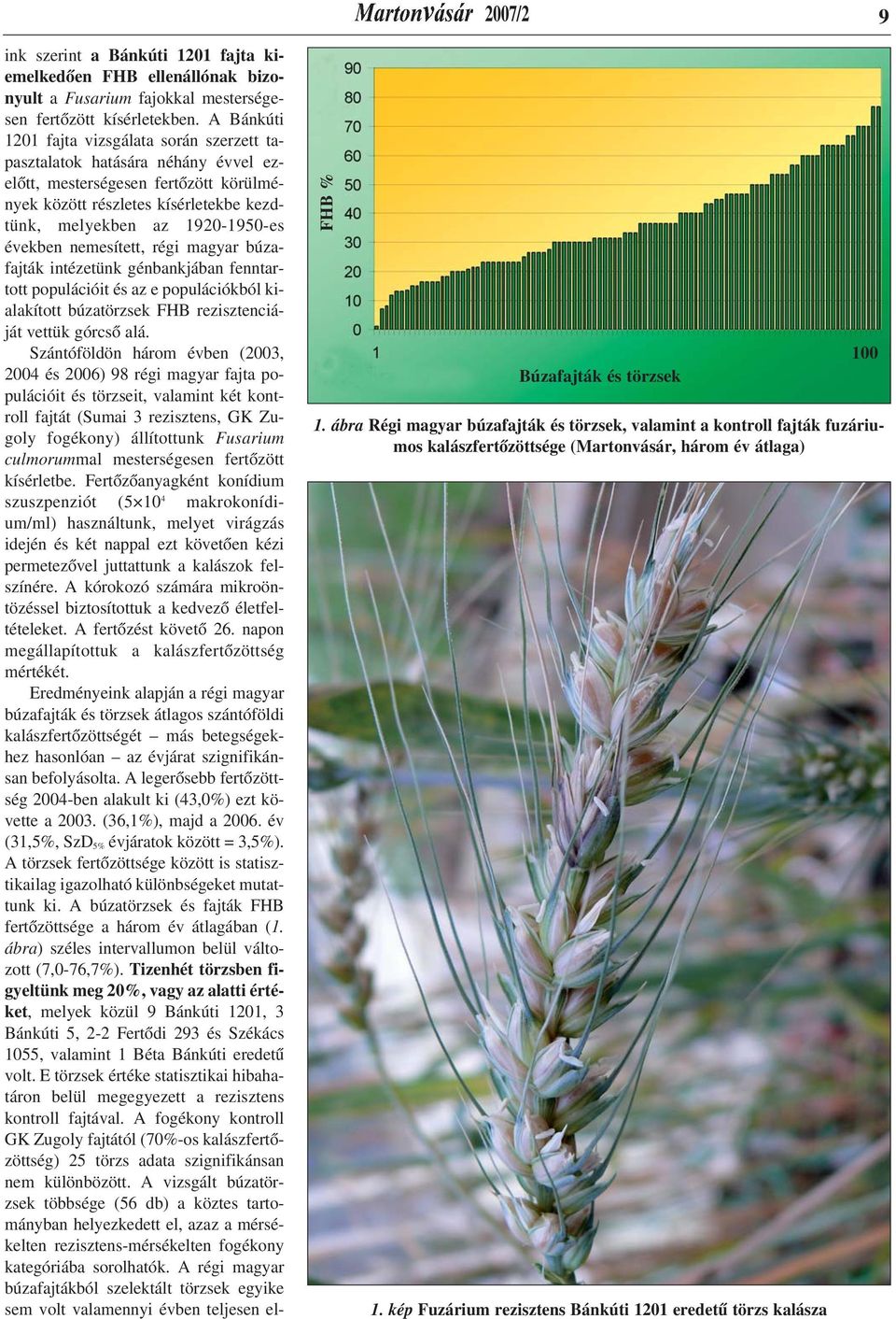években nemesített, régi magyar búzafajták intézetünk génbankjában fenntartott populációit és az e populációkból kialakított búzatörzsek FHB rezisztenciáját vettük górcsõ alá.