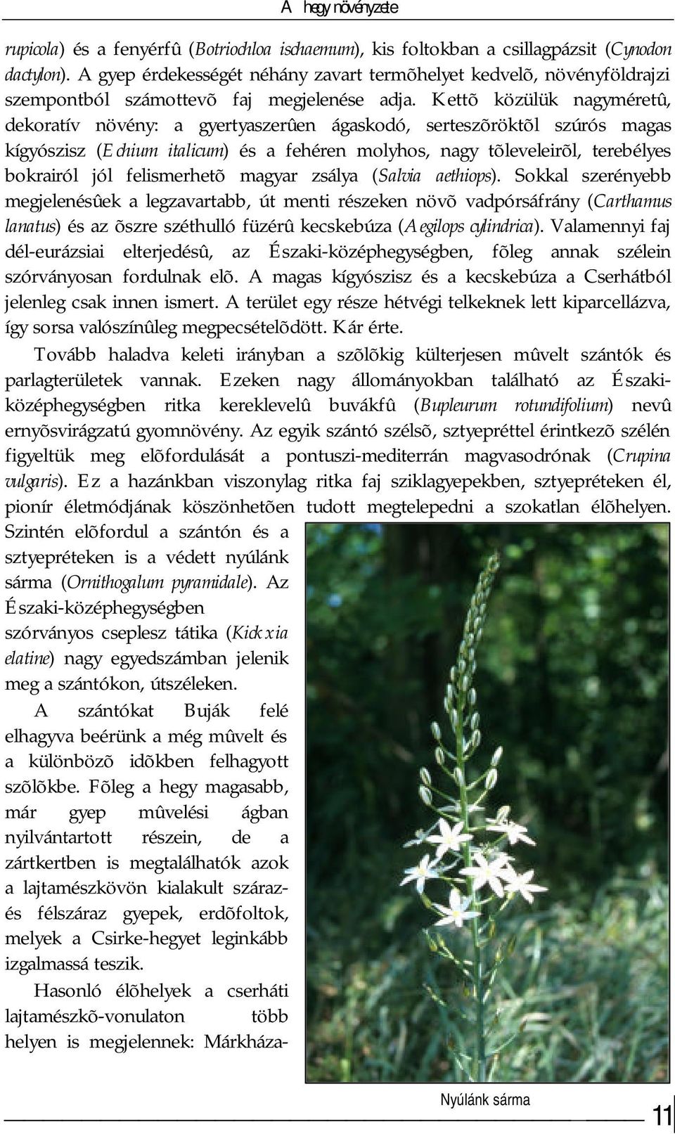 Kettõ közülük nagyméretû, dekoratív növény: a gyertyaszerûen ágaskodó, serteszõröktõl szúrós magas kígyószisz (Echium italicum) és a fehéren molyhos, nagy tõleveleirõl, terebélyes bokrairól jól