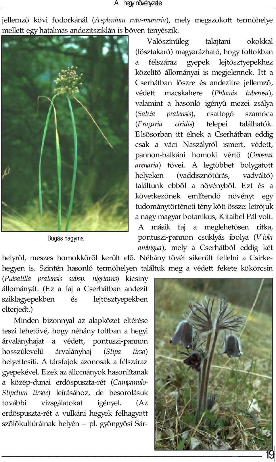Itt a Cserhátban löszre és andezitre jellemzõ, védett macskahere (Phlomis tuberosa), valamint a hasonló igényû mezei zsálya (Salvia pratensis), csattogó szamóca (Fragaria viridis) telepei találhatók.