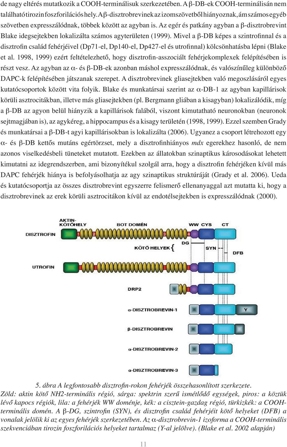 Az egér és patkány agyban a β-disztrobrevint Blake idegsejtekben lokalizálta számos agyterületen (1999).