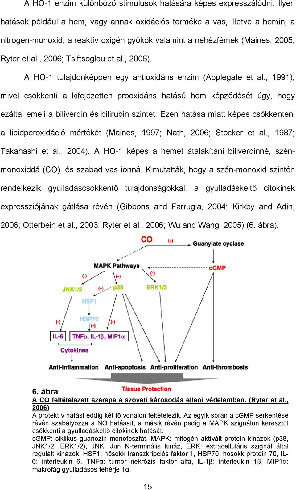 , 2006; Tsiftsoglou et al., 2006). A HO-1 tulajdonképpen egy antioxidáns enzim (Applegate et al.