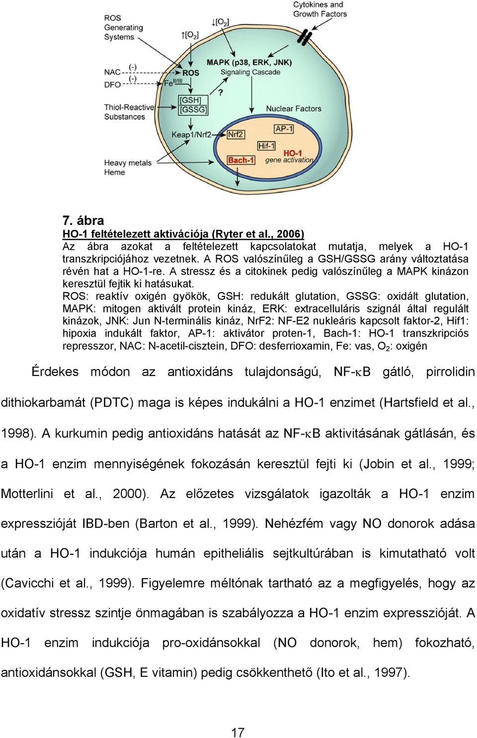 ROS: reaktív oxigén gyökök, GSH: redukált glutation, GSSG: oxidált glutation, MAPK: mitogen aktivált protein kináz, ERK: extracelluláris szignál által regulált kinázok, JNK: Jun N-terminális kináz,