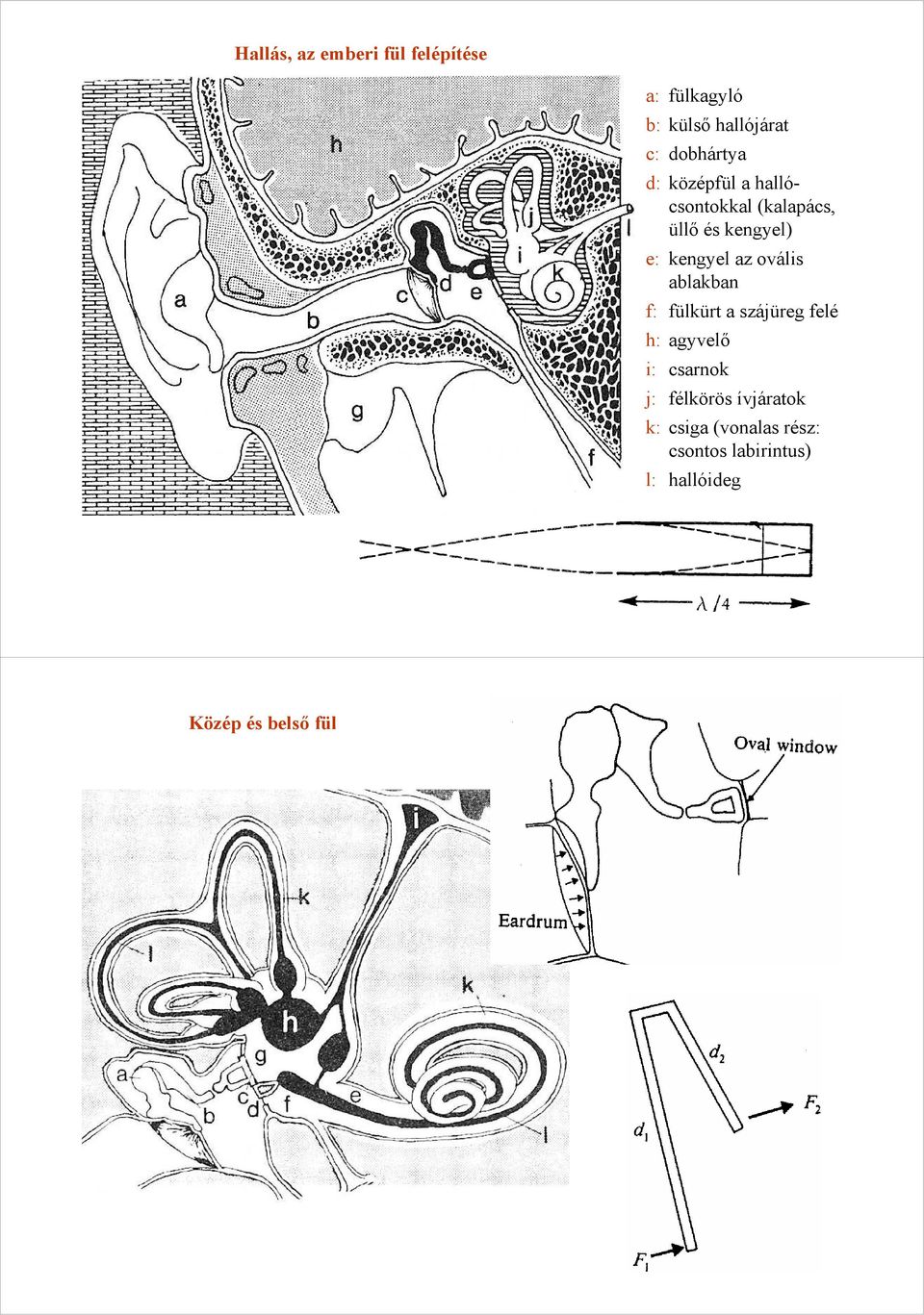 az ovális ablakba f: fülkürt a szájüreg felé h: agyvelő i: csarok j: