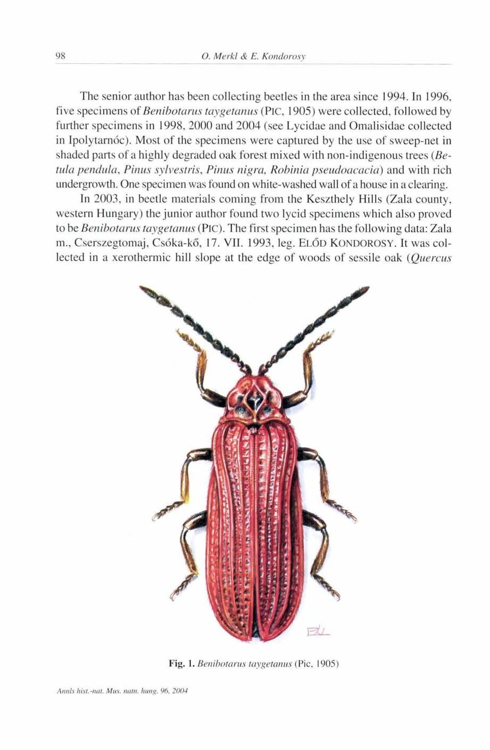 Most of the specimens were captured by the use of sweep-net in shaded parts of a highly degraded oak forest mixed with non-indigenous trees (Betula pendula, Pinus sylvestris, Pinus nigra, Robinia