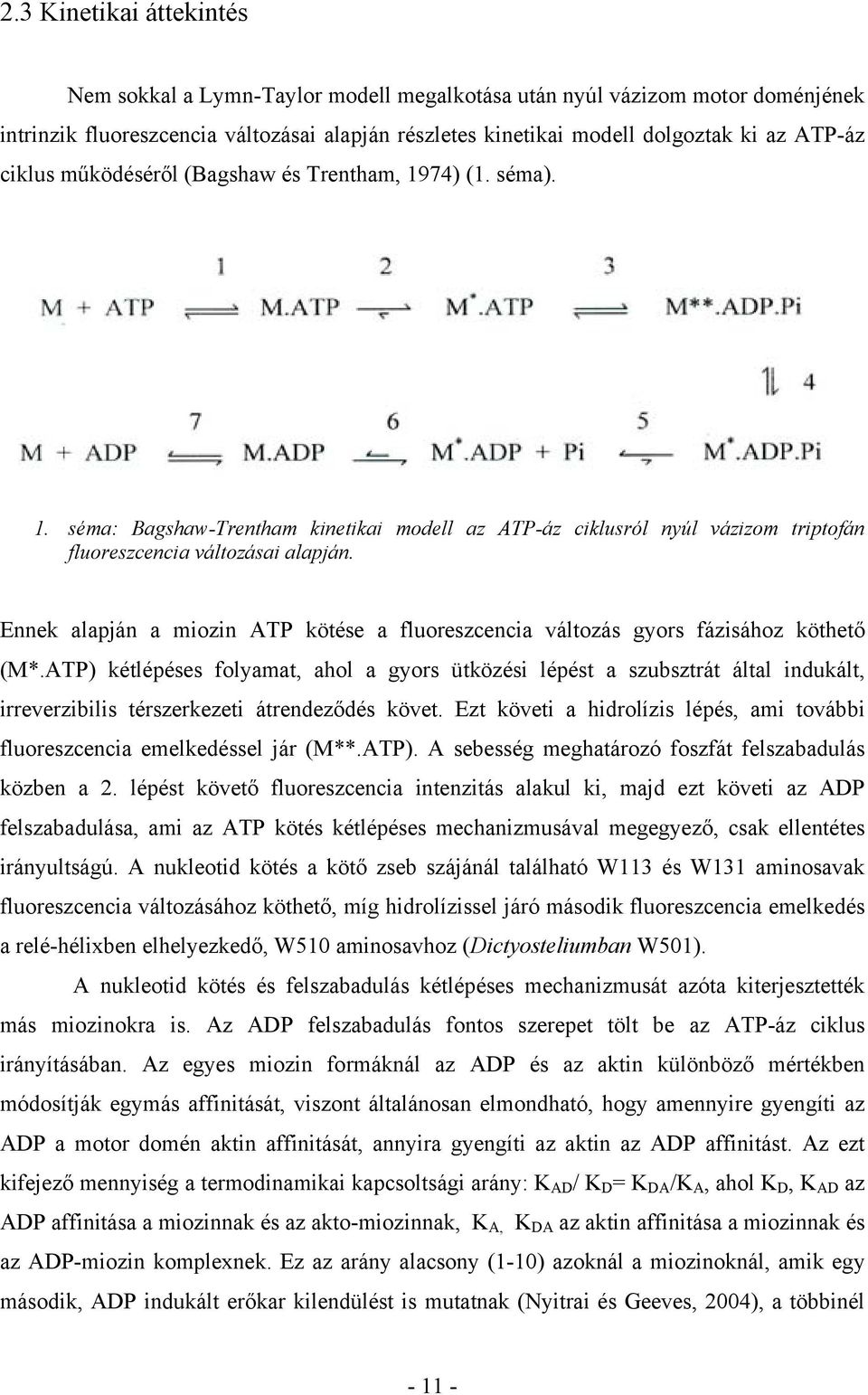 Ennek alapján a miozin ATP kötése a fluoreszcencia változás gyors fázisához köthető (M*.