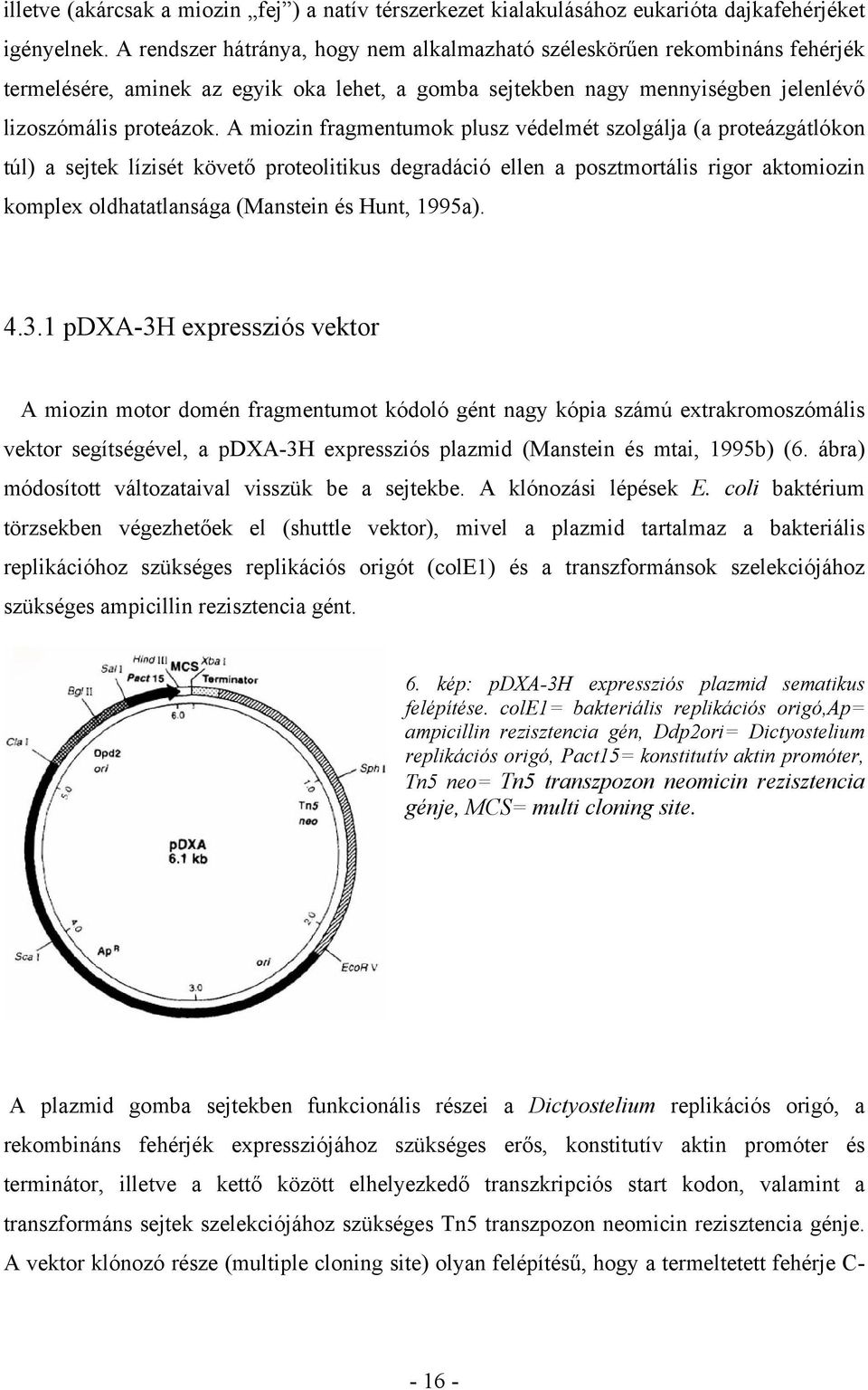 A miozin fragmentumok plusz védelmét szolgálja (a proteázgátlókon túl) a sejtek lízisét követő proteolitikus degradáció ellen a posztmortális rigor aktomiozin komplex oldhatatlansága (Manstein és