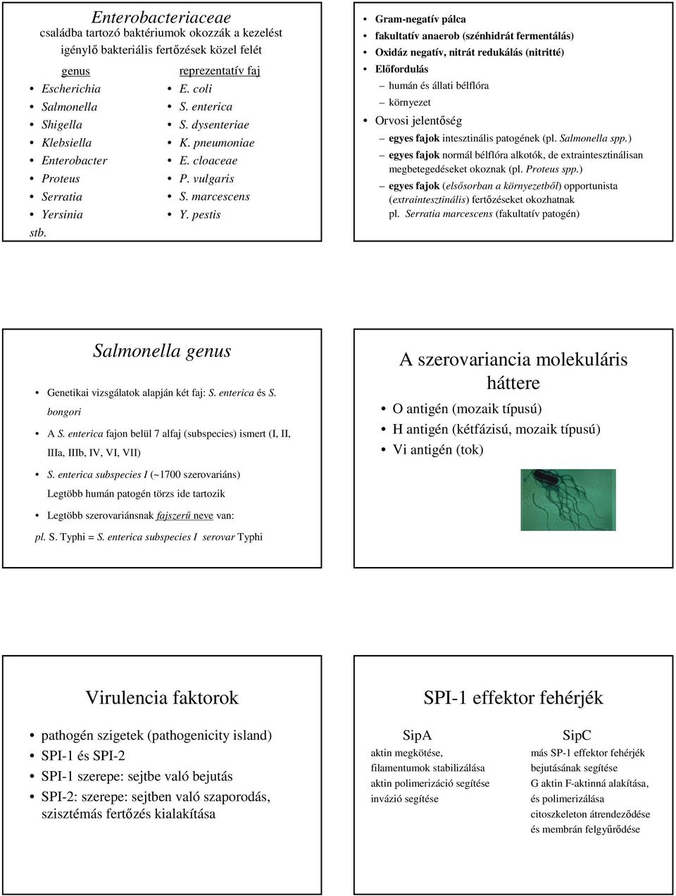 pestis Gram-negatív pálca fakultatív anaerob (szénhidrát fermentálás) Oxidáz negatív, nitrát redukálás (nitritté) Előfordulás humán és állati bélflóra környezet Orvosi jelentőség egyes fajok