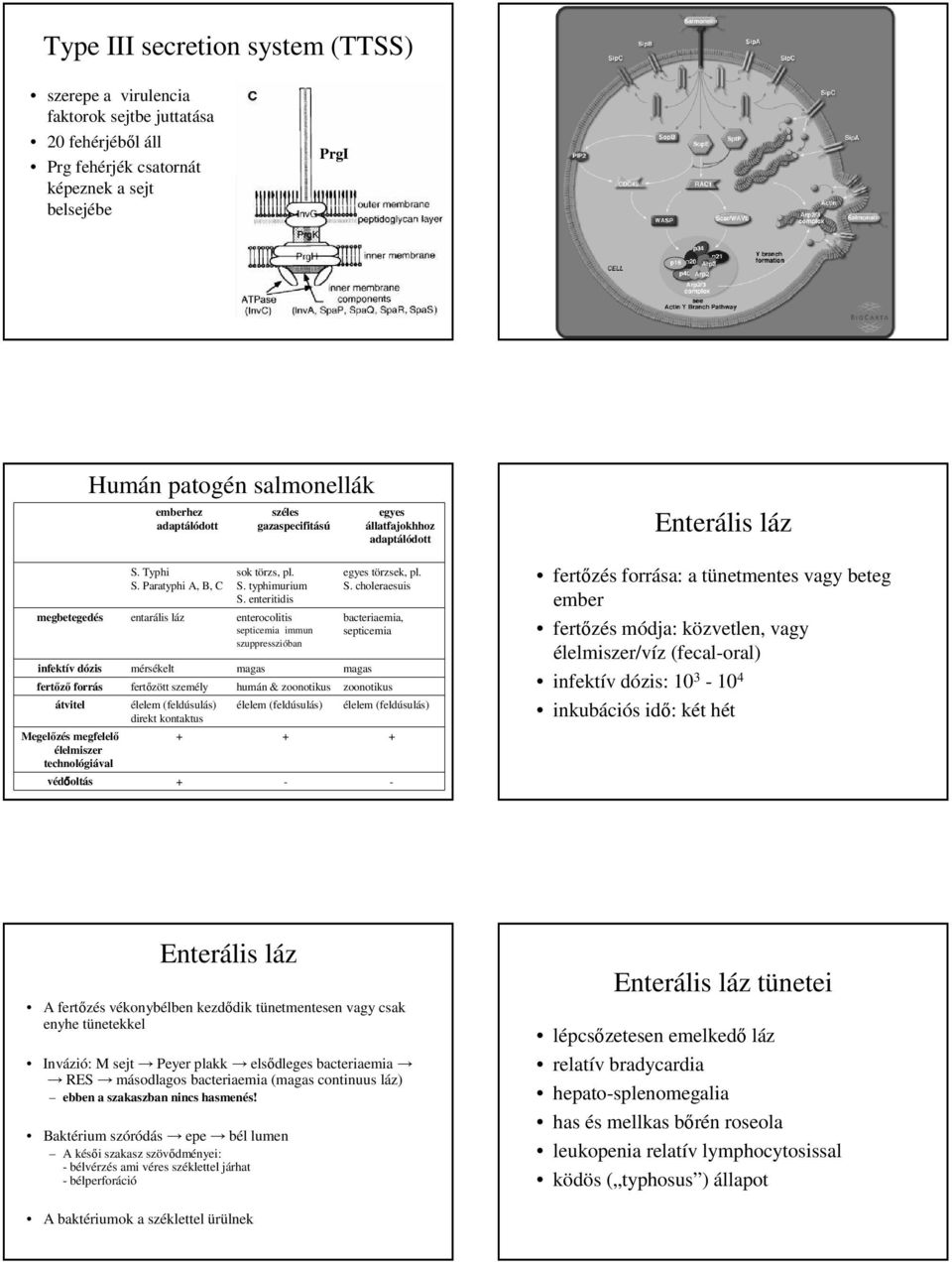 enteritidis megbetegedés entarális láz enterocolitis septicemia immun szuppresszióban egyes állatfajokhhoz adaptálódott egyes törzsek, pl. S.