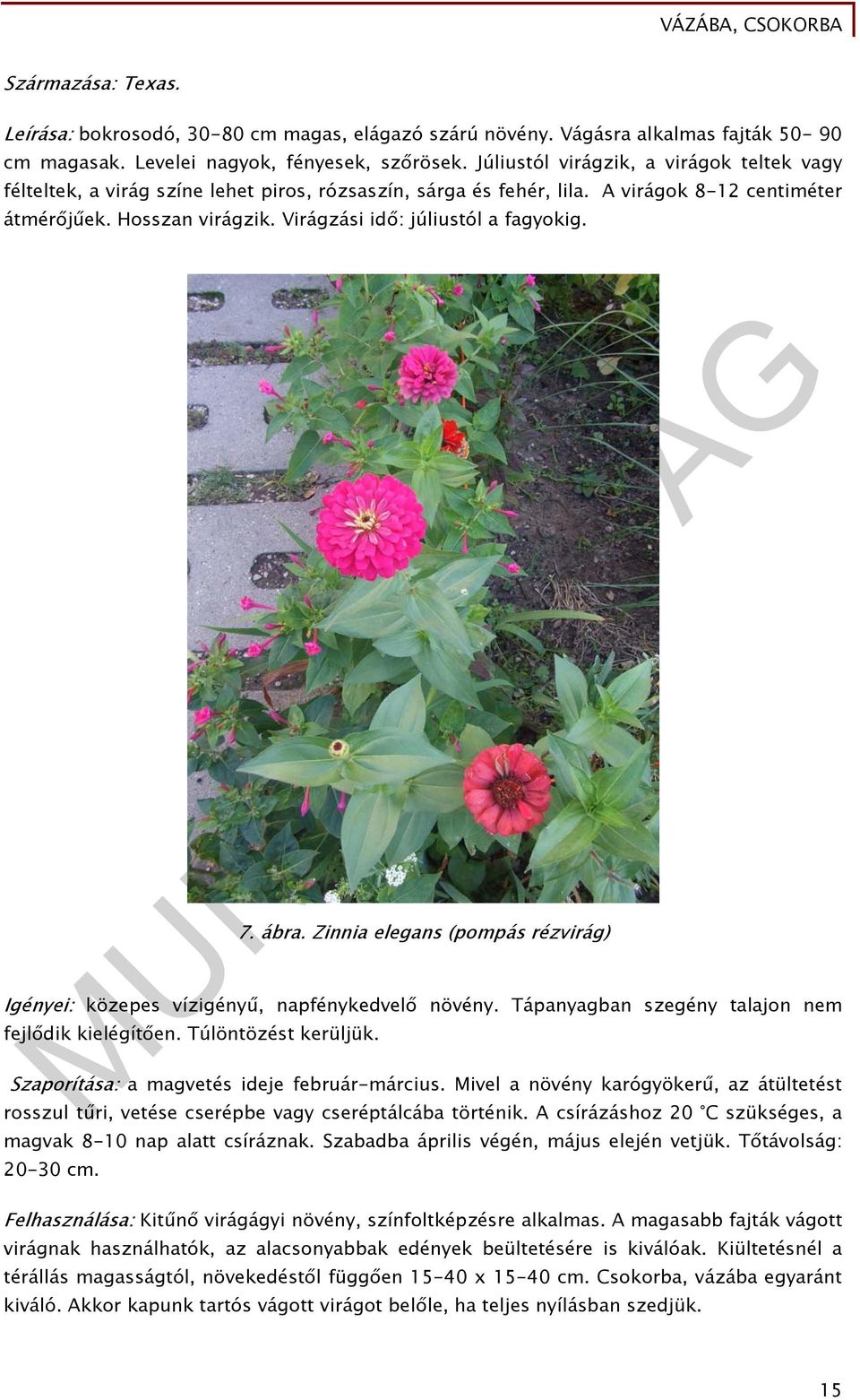 Virágzási idő: júliustól a fagyokig. 7. ábra. Zinnia elegans (pompás rézvirág) Igényei: közepes vízigényű, napfénykedvelő növény. Tápanyagban szegény talajon nem fejlődik kielégítően.