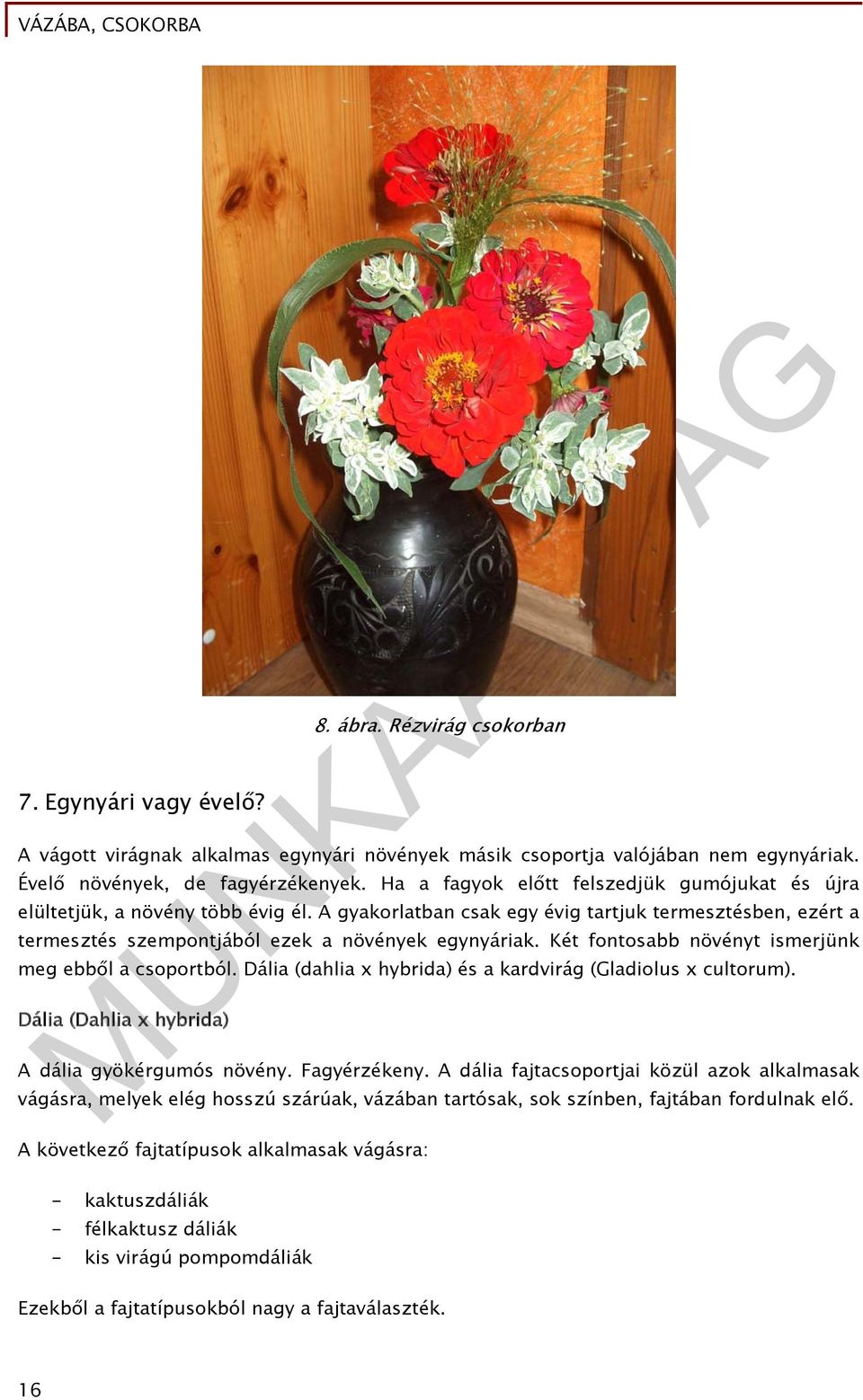 Két fontosabb növényt ismerjünk meg ebből a csoportból. Dália (dahlia x hybrida) és a kardvirág (Gladiolus x cultorum). Dália (Dahlia x hybrida) A dália gyökérgumós növény. Fagyérzékeny.