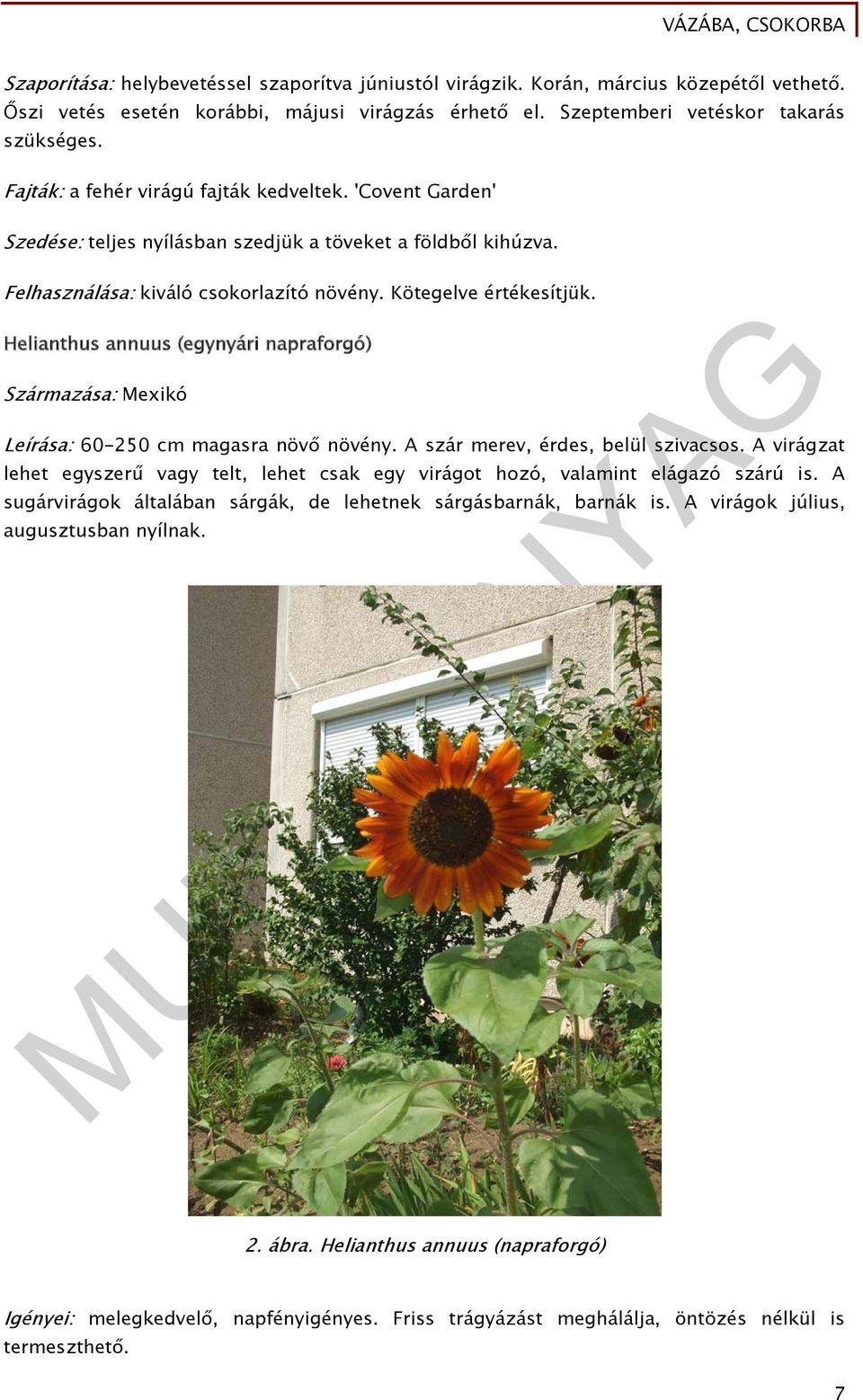 Helianthus annuus (egynyári napraforgó) Származása: Mexikó Leírása: 60-250 cm magasra növő növény. A szár merev, érdes, belül szivacsos.