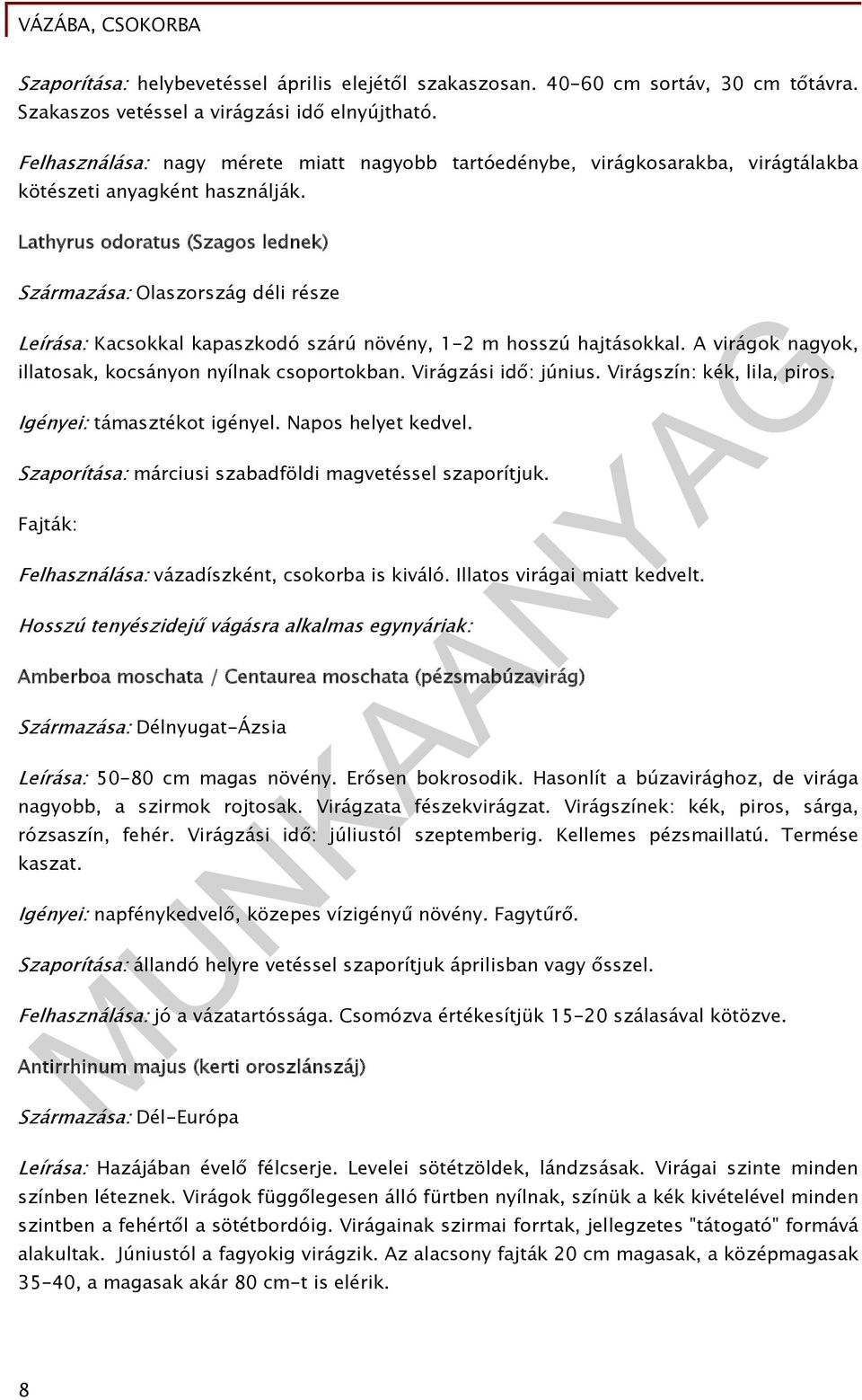 Lathyrus odoratus (Szagos lednek) Származása: Olaszország déli része Leírása: Kacsokkal kapaszkodó szárú növény, 1-2 m hosszú hajtásokkal. A virágok nagyok, illatosak, kocsányon nyílnak csoportokban.