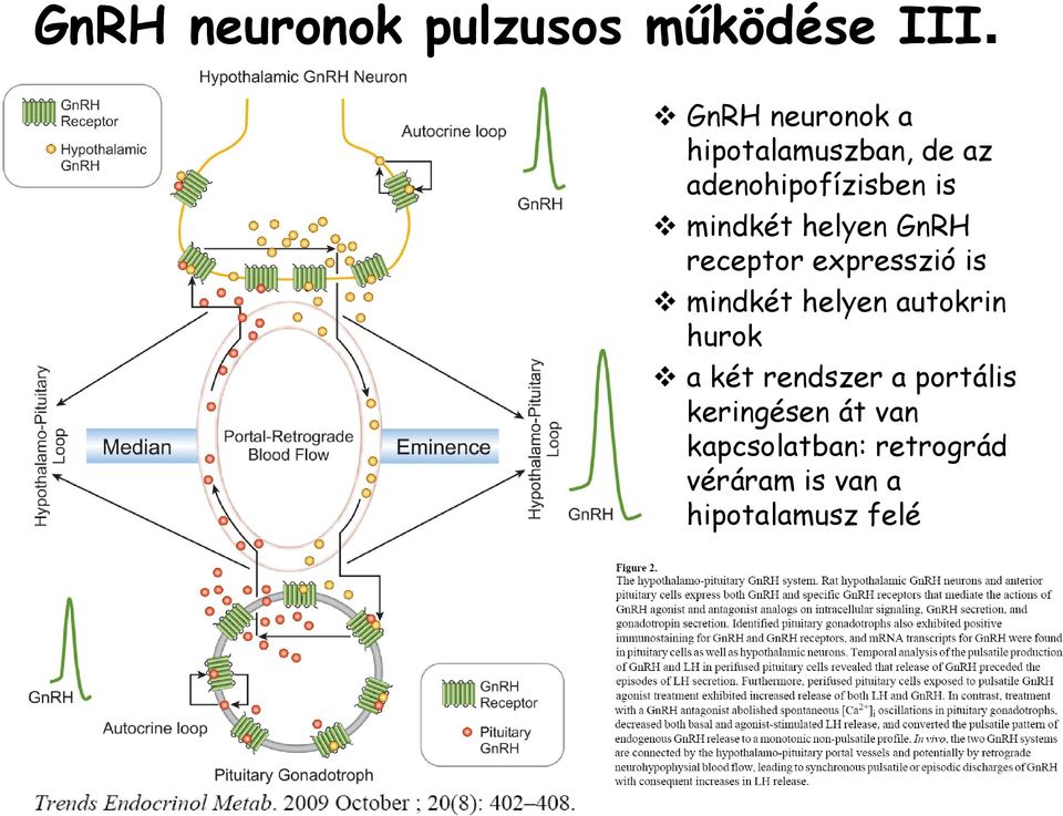 helyen GnRH receptor expresszió is mindkét helyen autokrin hurok a