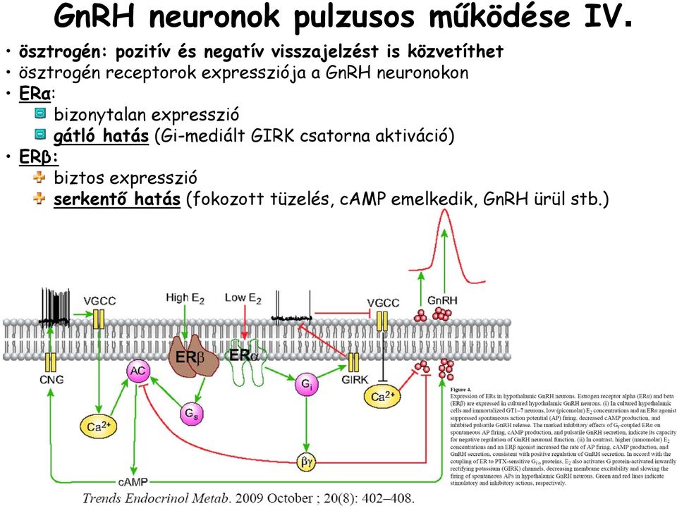 receptorok expressziója a GnRH neuronokon ERα: bizonytalan expresszió gátló