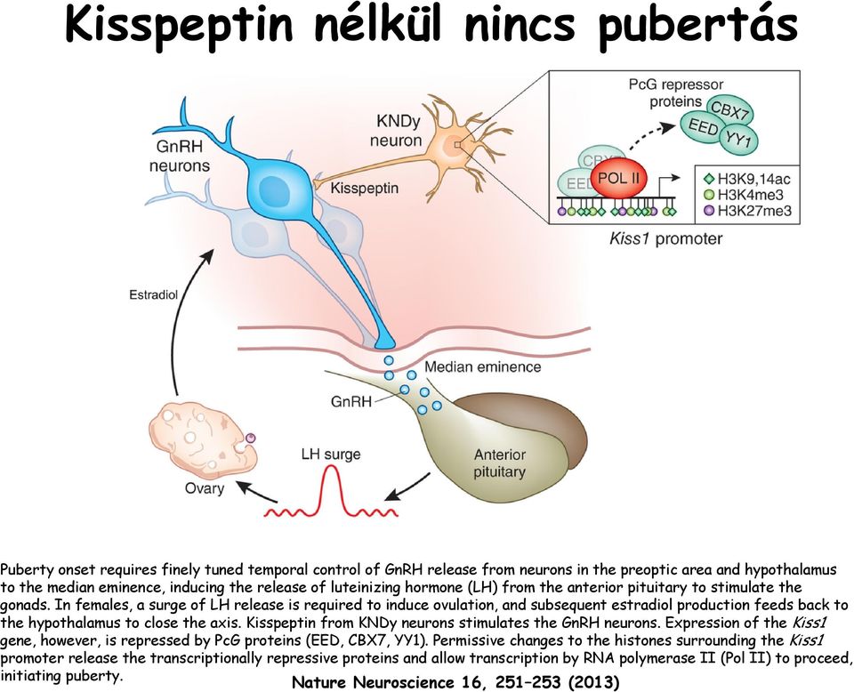 In females, a surge of LH release is required to induce ovulation, and subsequent estradiol production feeds back to the hypothalamus to close the axis.