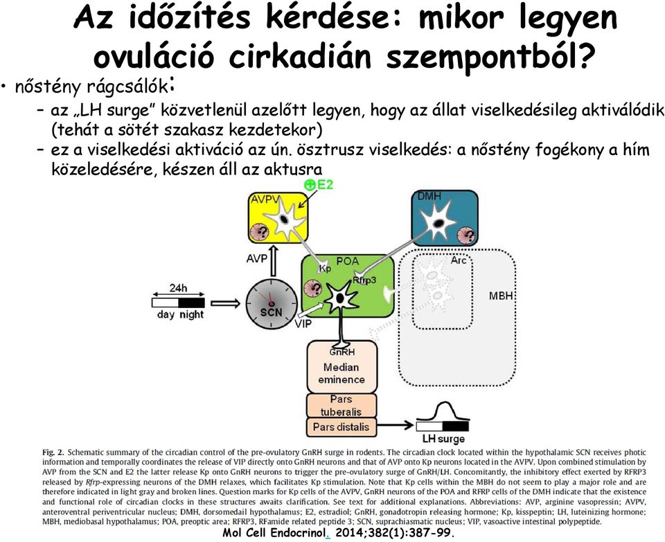 aktiválódik (tehát a sötét szakasz kezdetekor) ez a viselkedési aktiváció az ún.