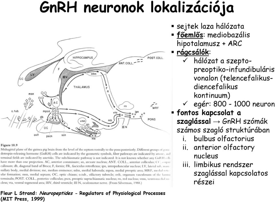 vonalon (telencefalikusdiencefalikus kontinuum) egér: 800-1000 neuron fontos kapcsolat a szaglással GnRH szómák számos