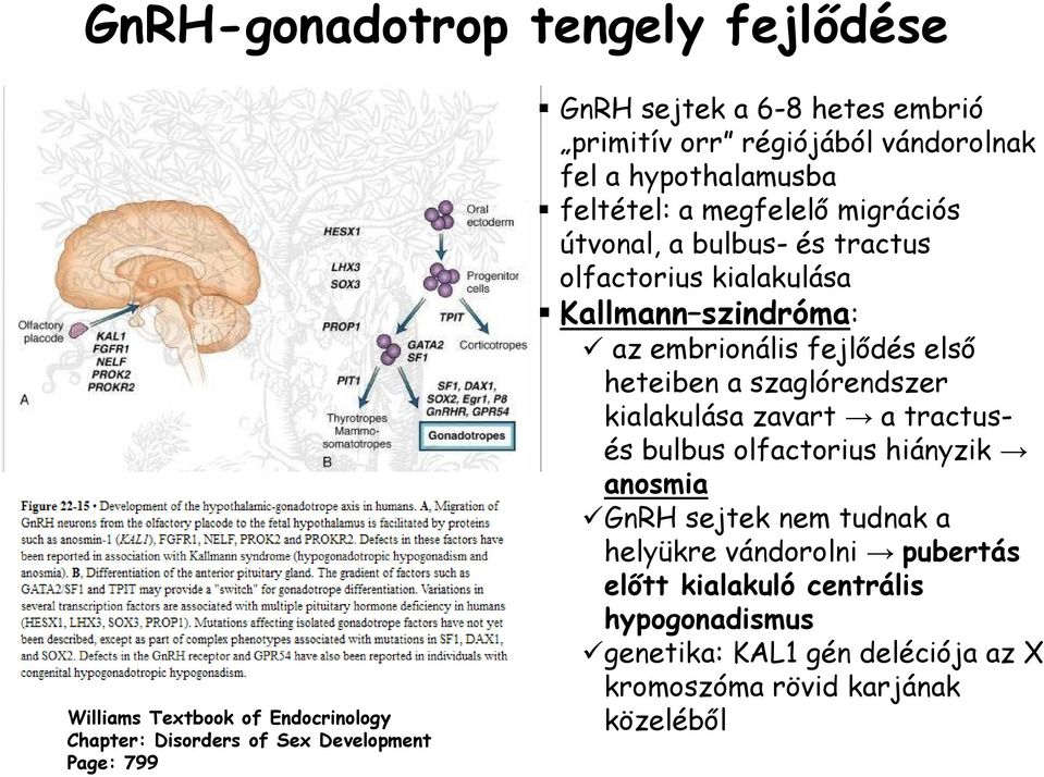 Kallmann szindróma: az embrionális fejlődés első heteiben a szaglórendszer kialakulása zavart a tractusés bulbus olfactorius hiányzik anosmia GnRH