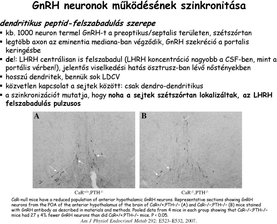 : LHRH centrálisan is felszabadul (LHRH koncentráció nagyobb a CSF-ben, mint a portális vérben!