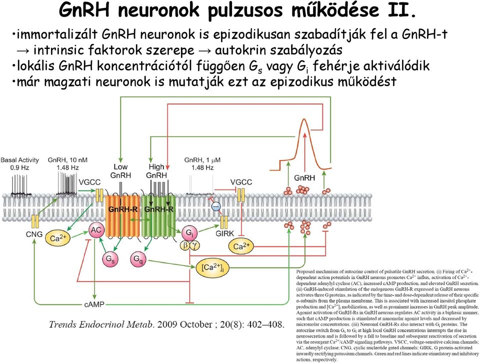 intrinsic faktorok szerepe autokrin szabályozás lokális GnRH