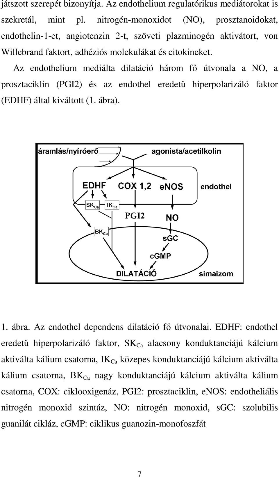 Az endothelium mediálta dilatáció három fő útvonala a NO, a prosztaciklin (PGI2) és az endothel eredetű hiperpolarizáló faktor (EDHF) által kiváltott (1. ábra)