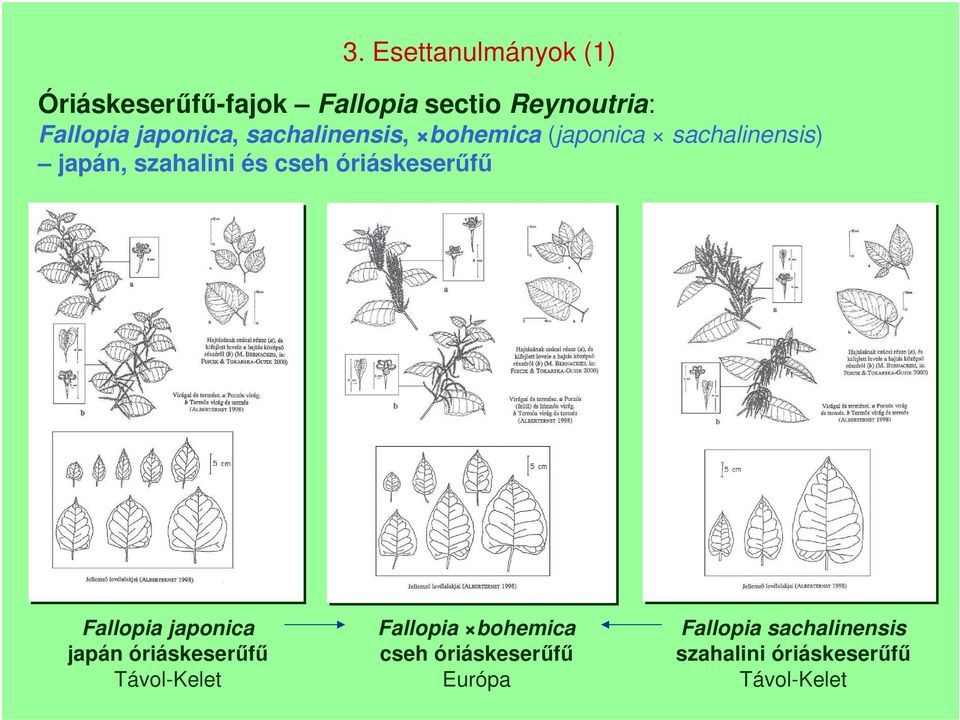 cseh óriáskeserűfű Fallopia japonica japán óriáskeserűfű Távol-Kelet Fallopia