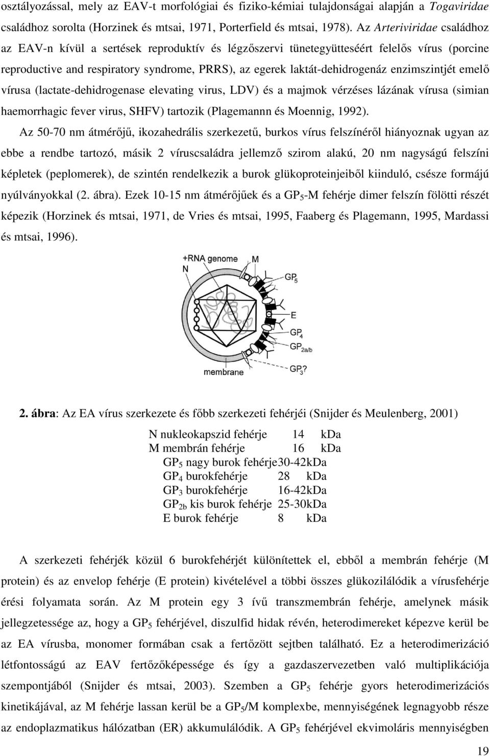 enzimszintjét emelő vírusa (lactate-dehidrogenase elevating virus, LDV) és a majmok vérzéses lázának vírusa (simian haemorrhagic fever virus, SHFV) tartozik (Plagemannn és Moennig, 1992).