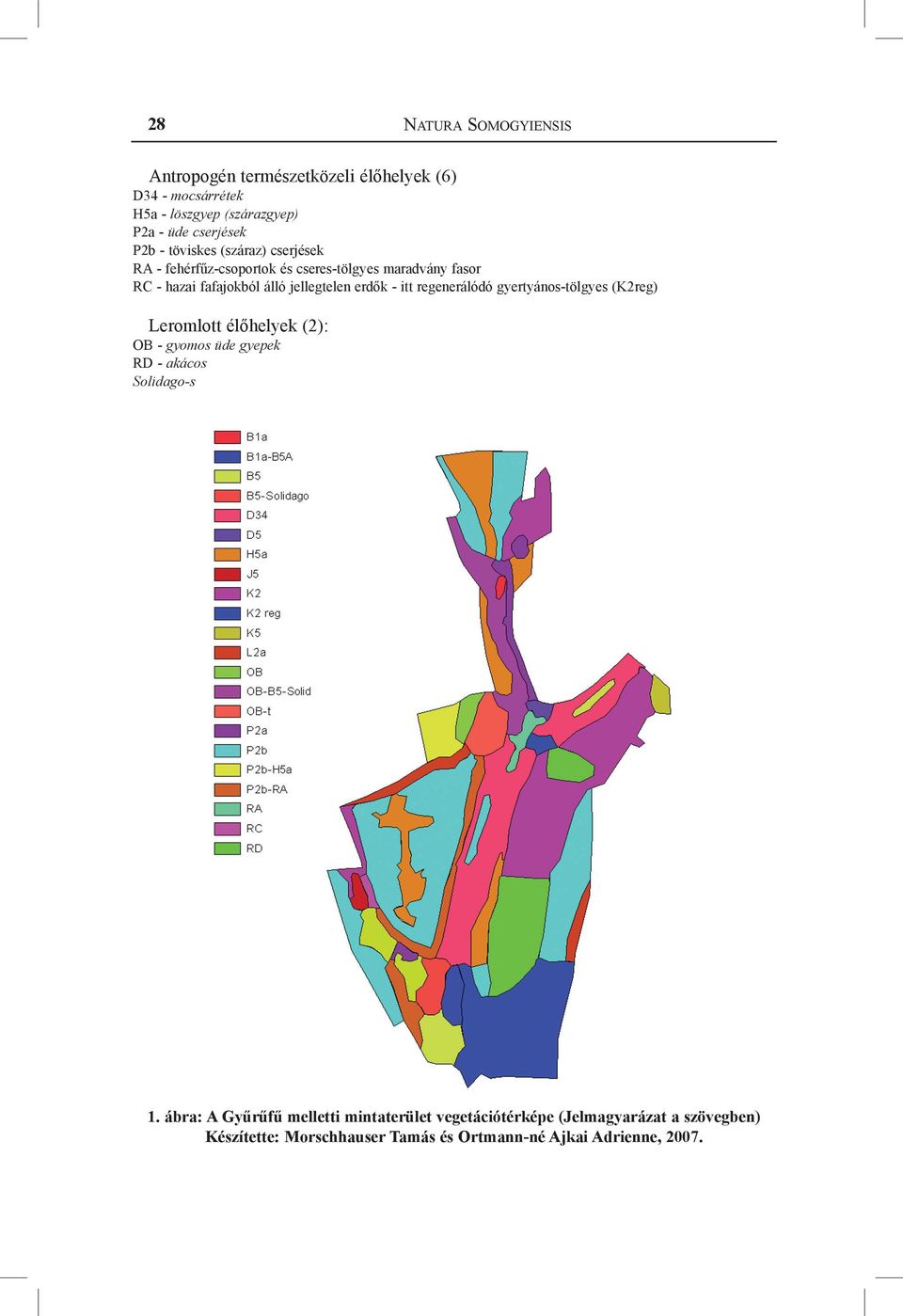 - itt regenerálódó gyertyános-tölgyes (K2reg) Leromlott élőhelyek (2): OB - gyomos üde gyepek RD - akácos Solidago-s 1.