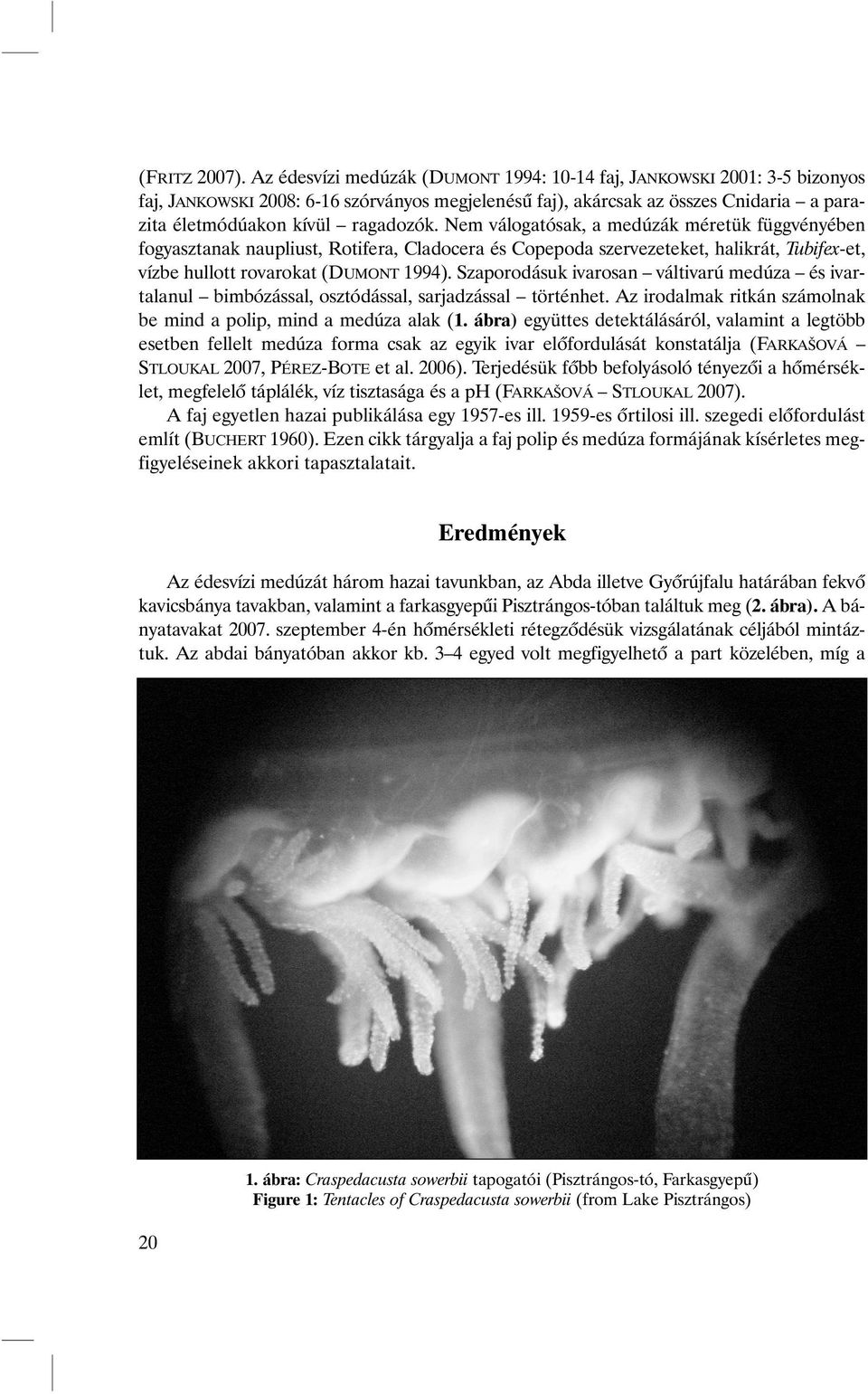 Nem válogatósak, a medúzák méretük függvényében fogyasztanak naupliust, Rotifera, Cladocera és Copepoda szervezeteket, halikrát, Tubifex-et, vízbe hullott rovarokat (DUMONT 1994).