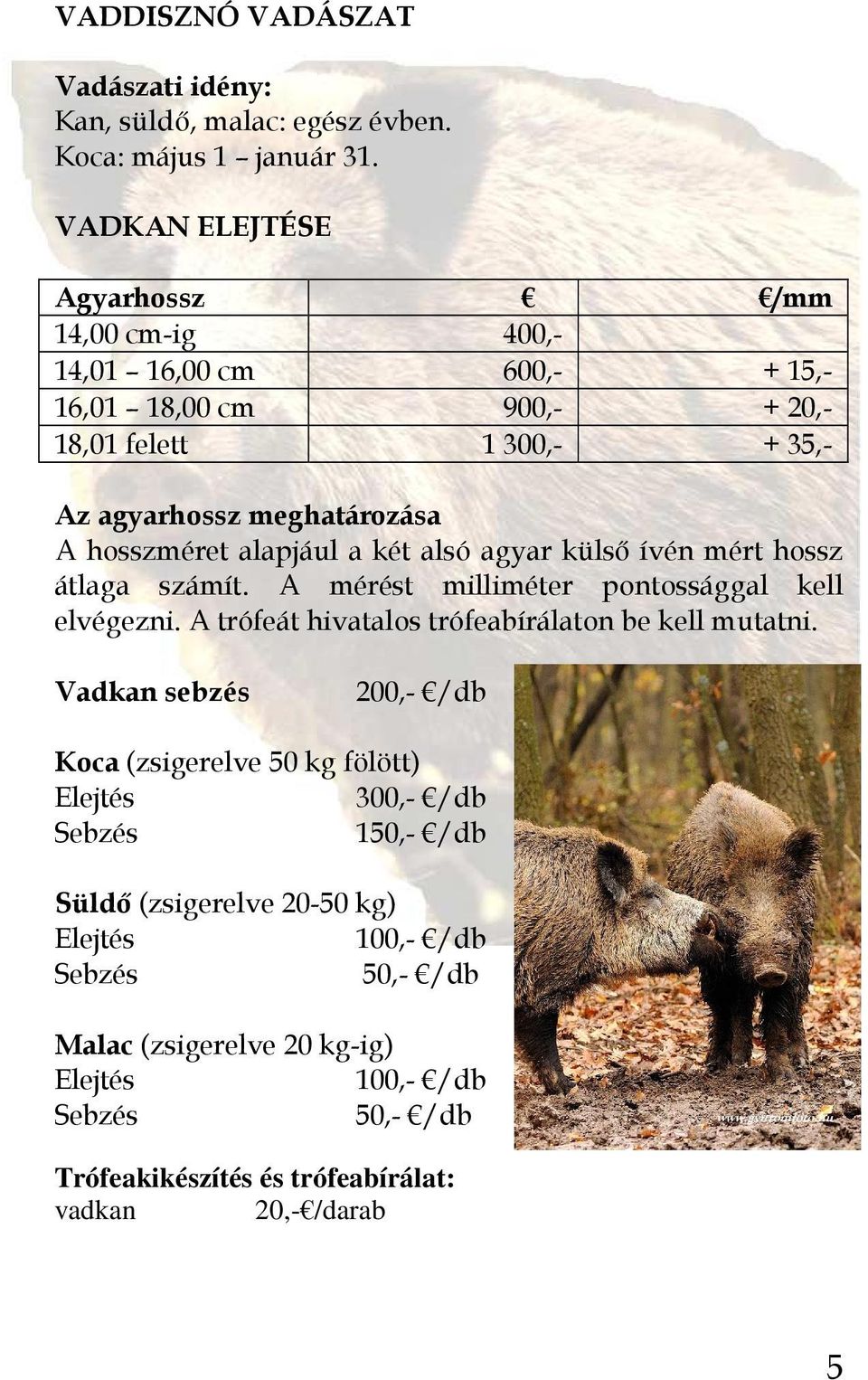 alapjául a két alsó agyar külsı ívén mért hossz átlaga számít. A mérést milliméter pontossággal kell elvégezni. A trófeát hivatalos trófeabírálaton be kell mutatni.