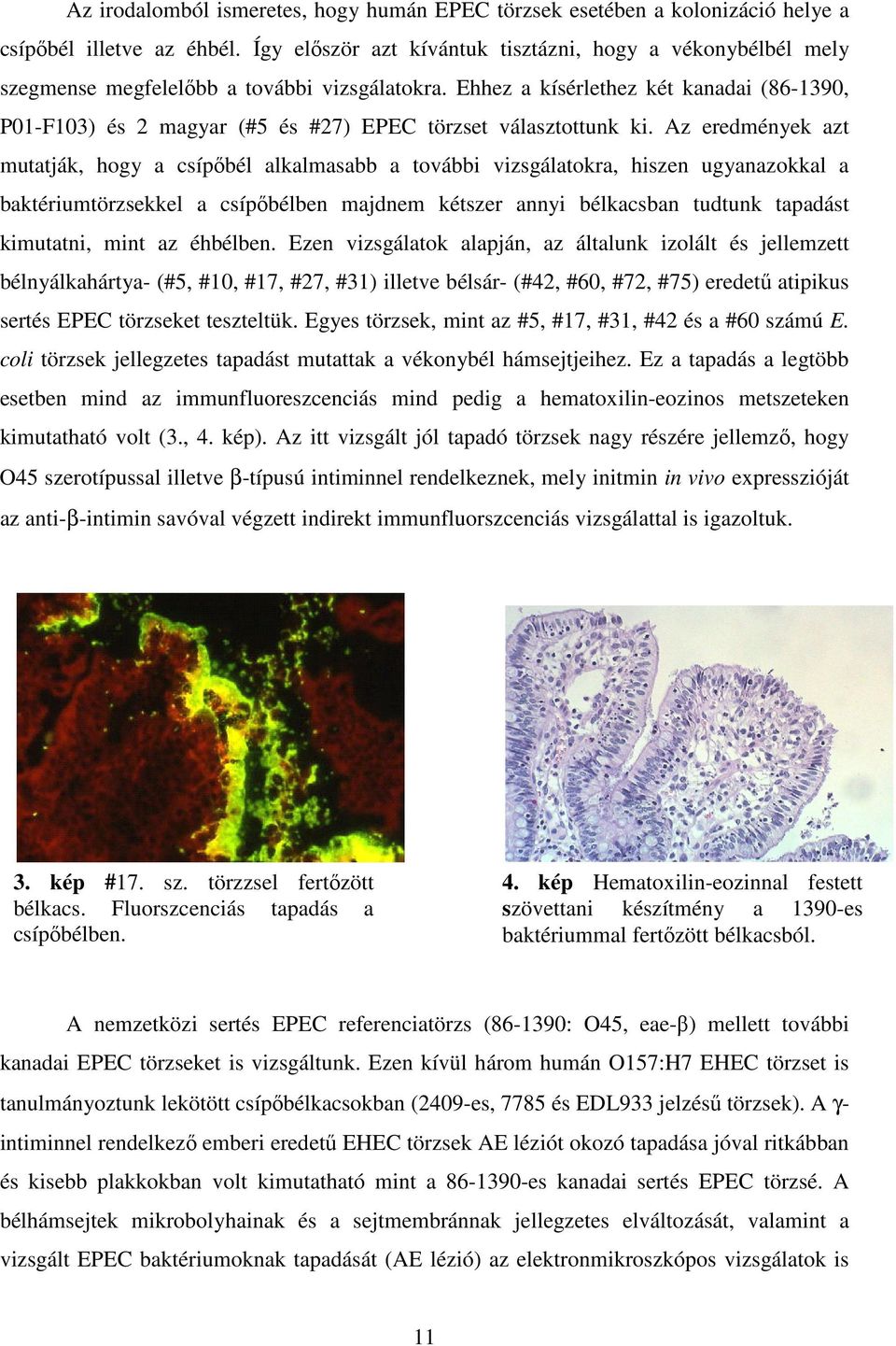 Ehhez a kísérlethez két kanadai (86-1390, P01-F103) és 2 magyar (#5 és #27) EPEC törzset választottunk ki.