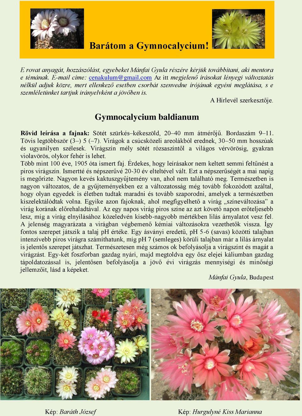 A Hírlevél szerkesztője. Gymnocalycium baldianum Rövid leírása a fajnak: Sötét szürkés kékeszöld, 20 40 mm átmérőjű. Bordaszám 9 11. Tövis legtöbbször (3 ) 5 ( 7).