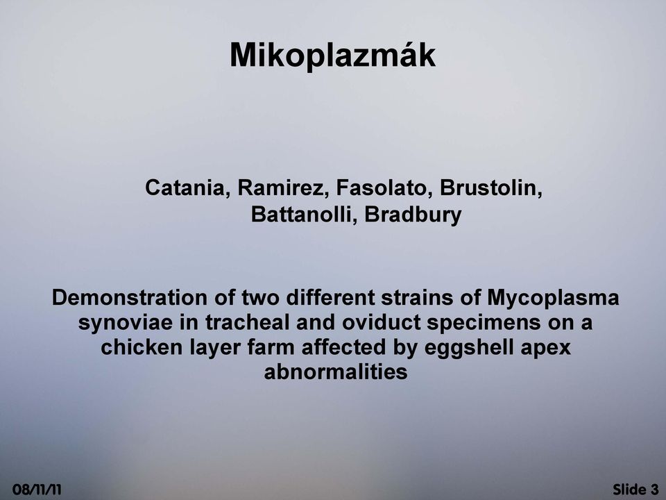 different strains of Mycoplasma synoviae in tracheal and