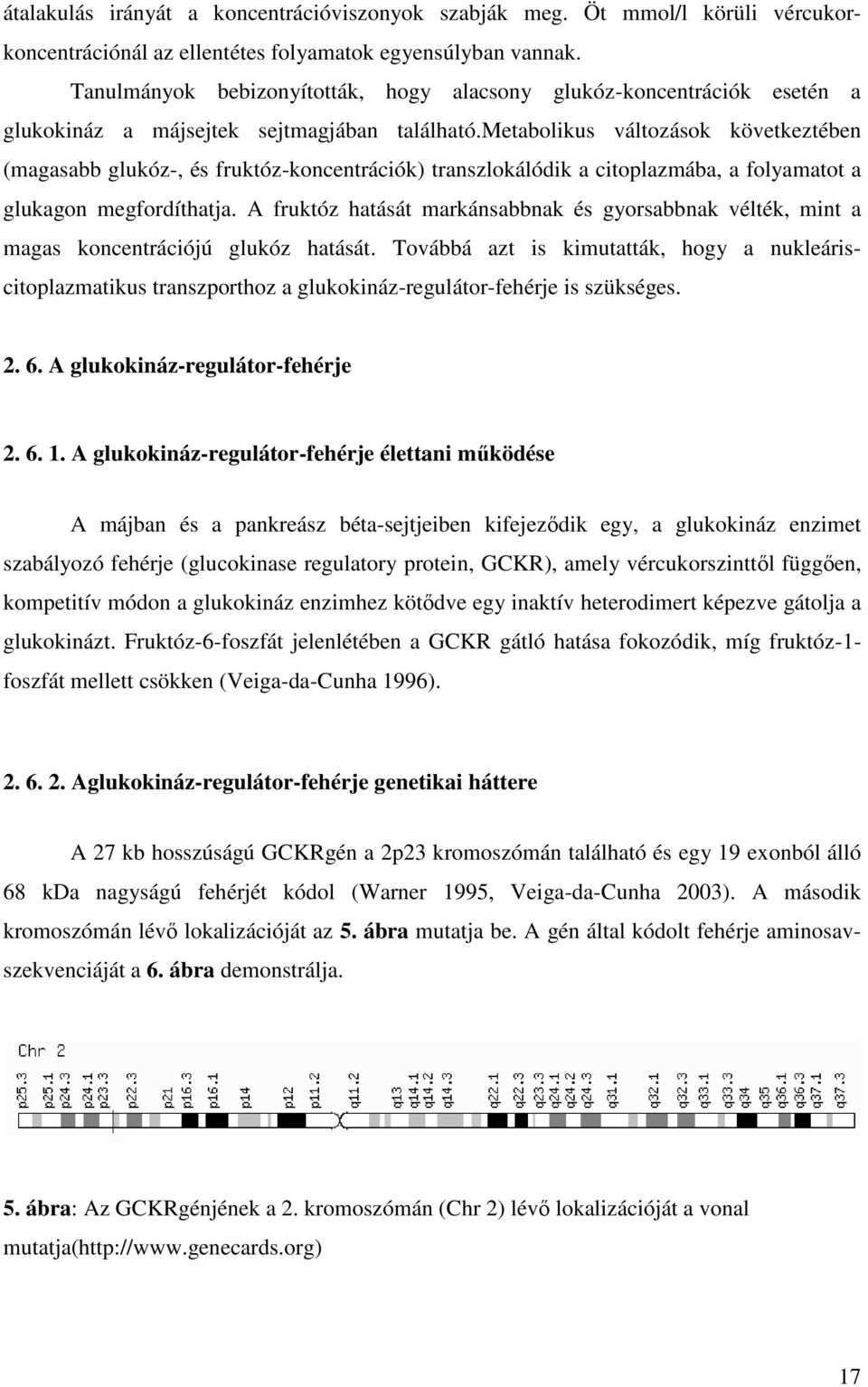 metabolikus változások következtében (magasabb glukóz-, és fruktóz-koncentrációk) transzlokálódik a citoplazmába, a folyamatot a glukagon megfordíthatja.