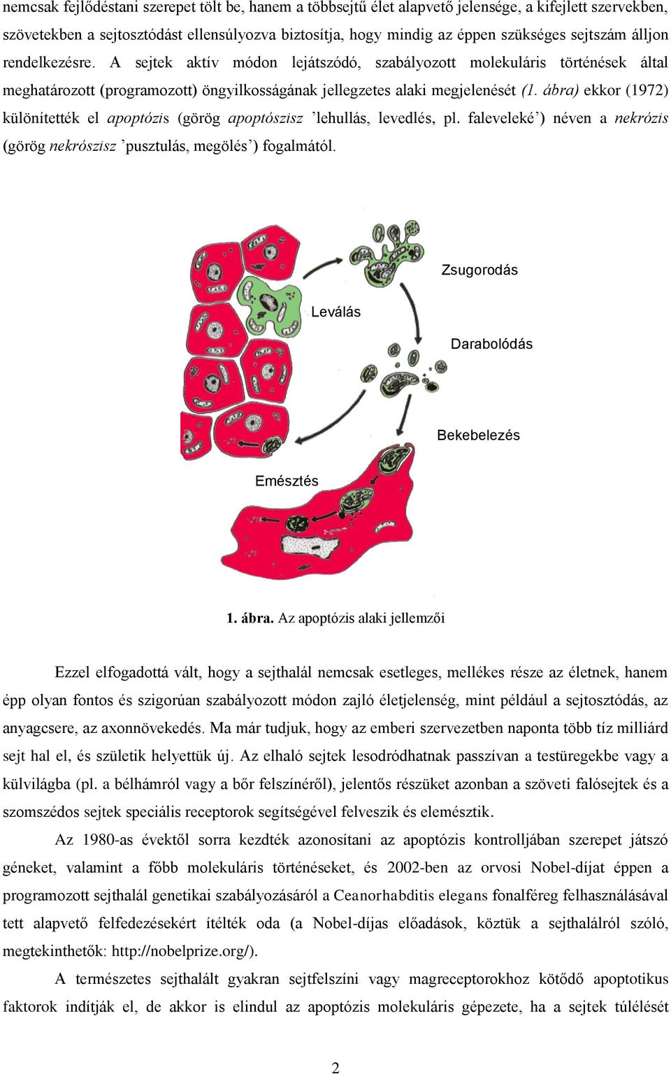 ábra) ekkor (1972) különítették el apoptózis (görög apoptószisz lehullás, levedlés, pl. faleveleké ) néven a nekrózis (görög nekrószisz pusztulás, megölés ) fogalmától.