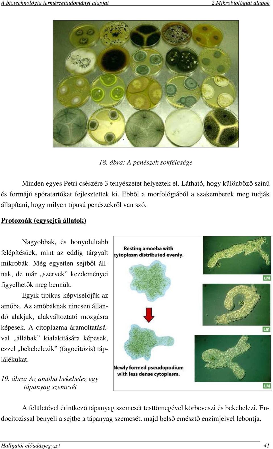 Protozoák (egysejtű állatok) Nagyobbak, és bonyolultabb felépítésűek, mint az eddig tárgyalt mikrobák. Még egyetlen sejtből állnak, de már szervek kezdeményei figyelhetők meg bennük.