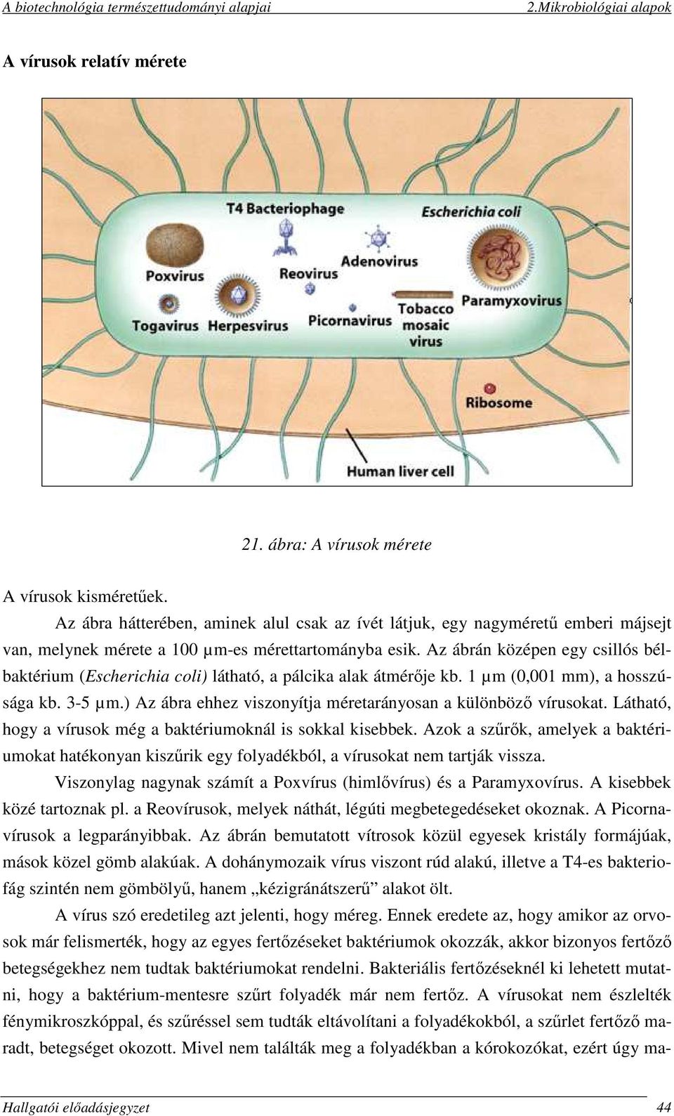 Az ábrán középen egy csillós bélbaktérium (Escherichia coli) látható, a pálcika alak átmérője kb. 1 µm (0,001 mm), a hosszúsága kb. 3-5 µm.