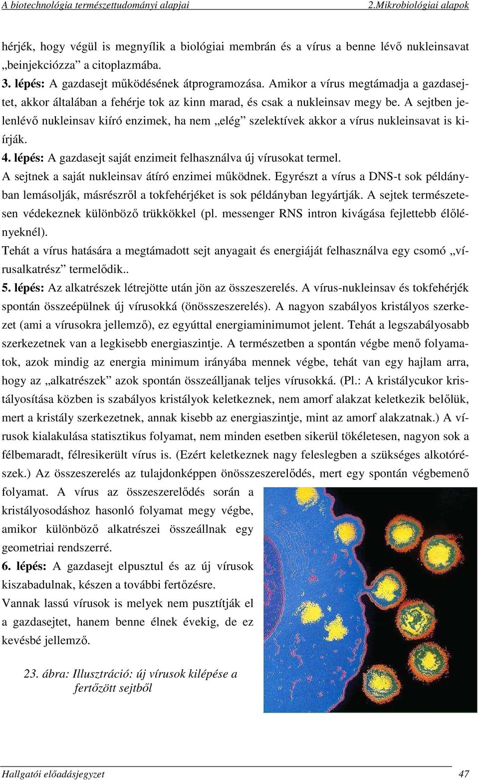 A sejtben jelenlévő nukleinsav kiíró enzimek, ha nem elég szelektívek akkor a vírus nukleinsavat is kiírják. 4. lépés: A gazdasejt saját enzimeit felhasználva új vírusokat termel.